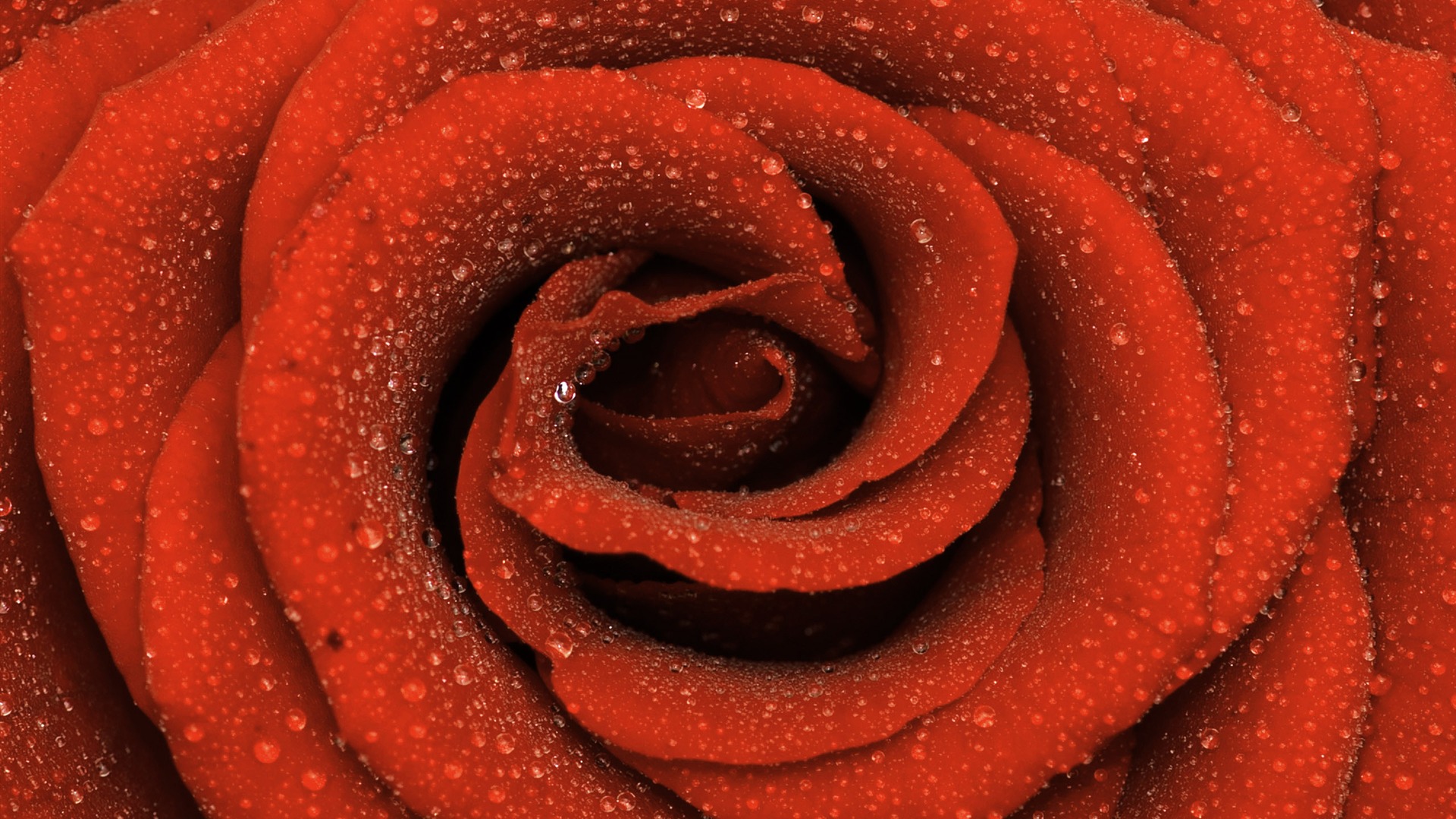 Large Rose Wallpaper Foto (6) #16 - 1920x1080