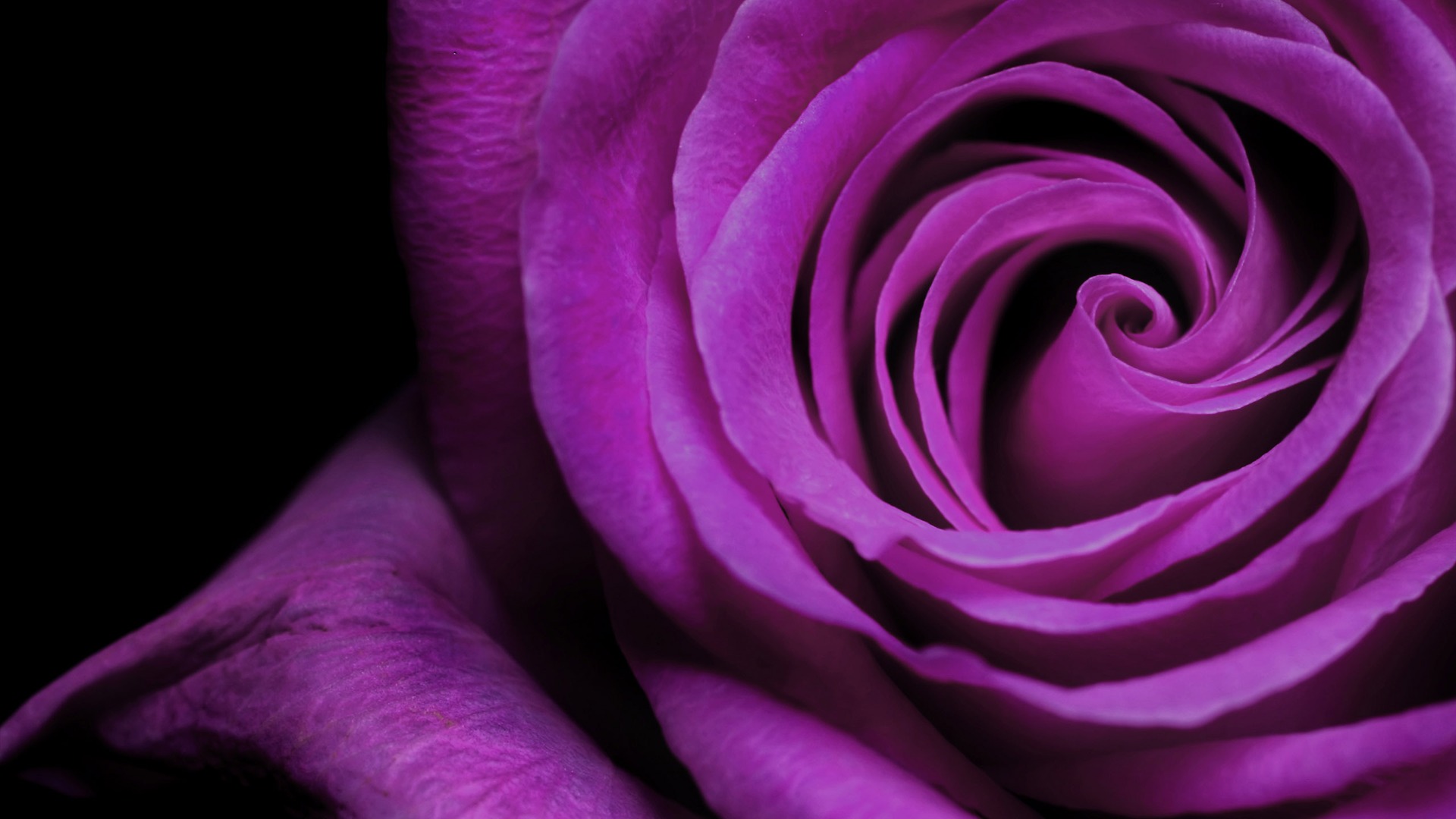 Large Rose Photo Wallpaper (6) #20 - 1920x1080