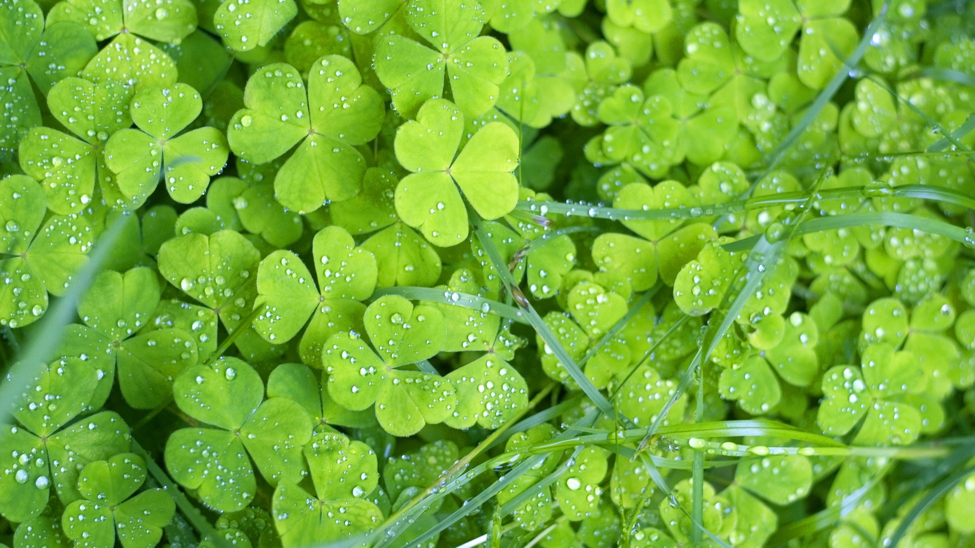 Flowers green leaf close-up wallpaper (1) #11 - 1920x1080