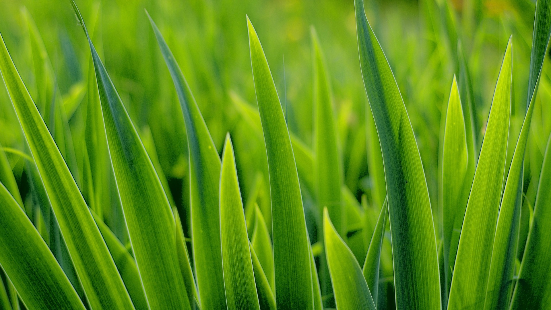 Flowers green leaf close-up wallpaper (2) #4 - 1920x1080