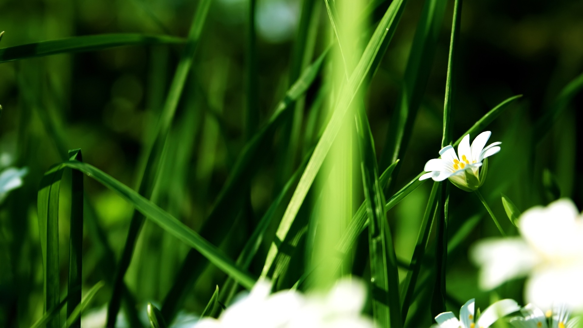 Flowers green leaf close-up wallpaper (3) #17 - 1920x1080