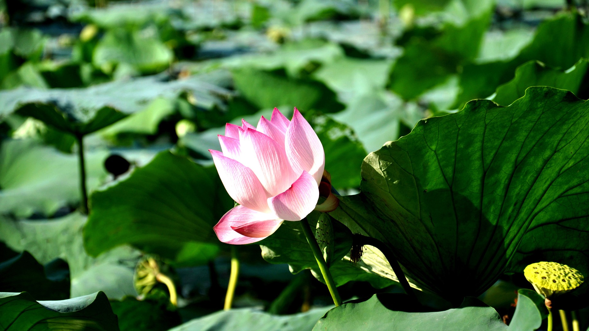 鮮花綠葉特寫 壁紙(四) #3 - 1920x1080