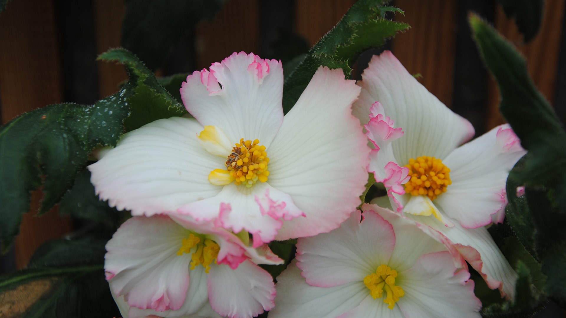 Flowers green leaf close-up wallpaper (4) #17 - 1920x1080