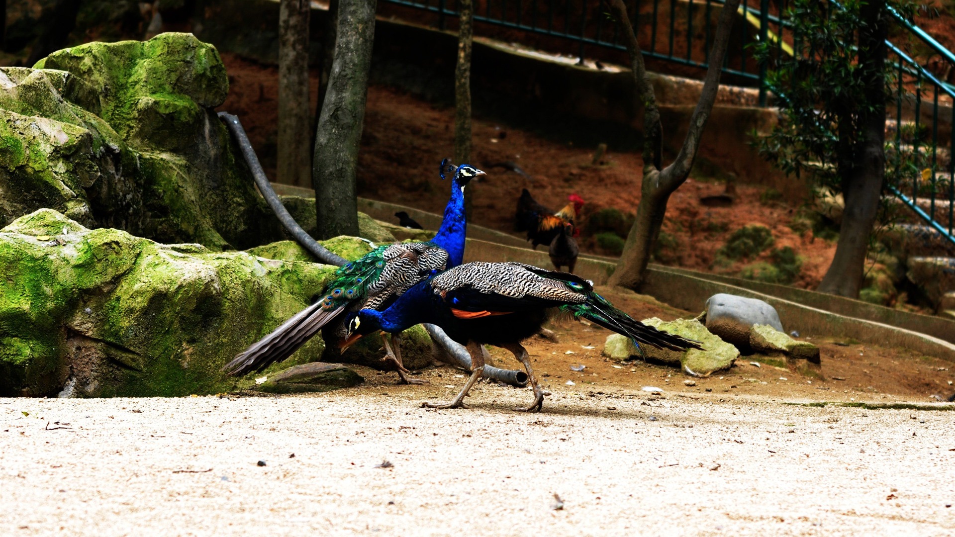 Animal Widescreen Wallpapers Collection (14) #2 - 1920x1080
