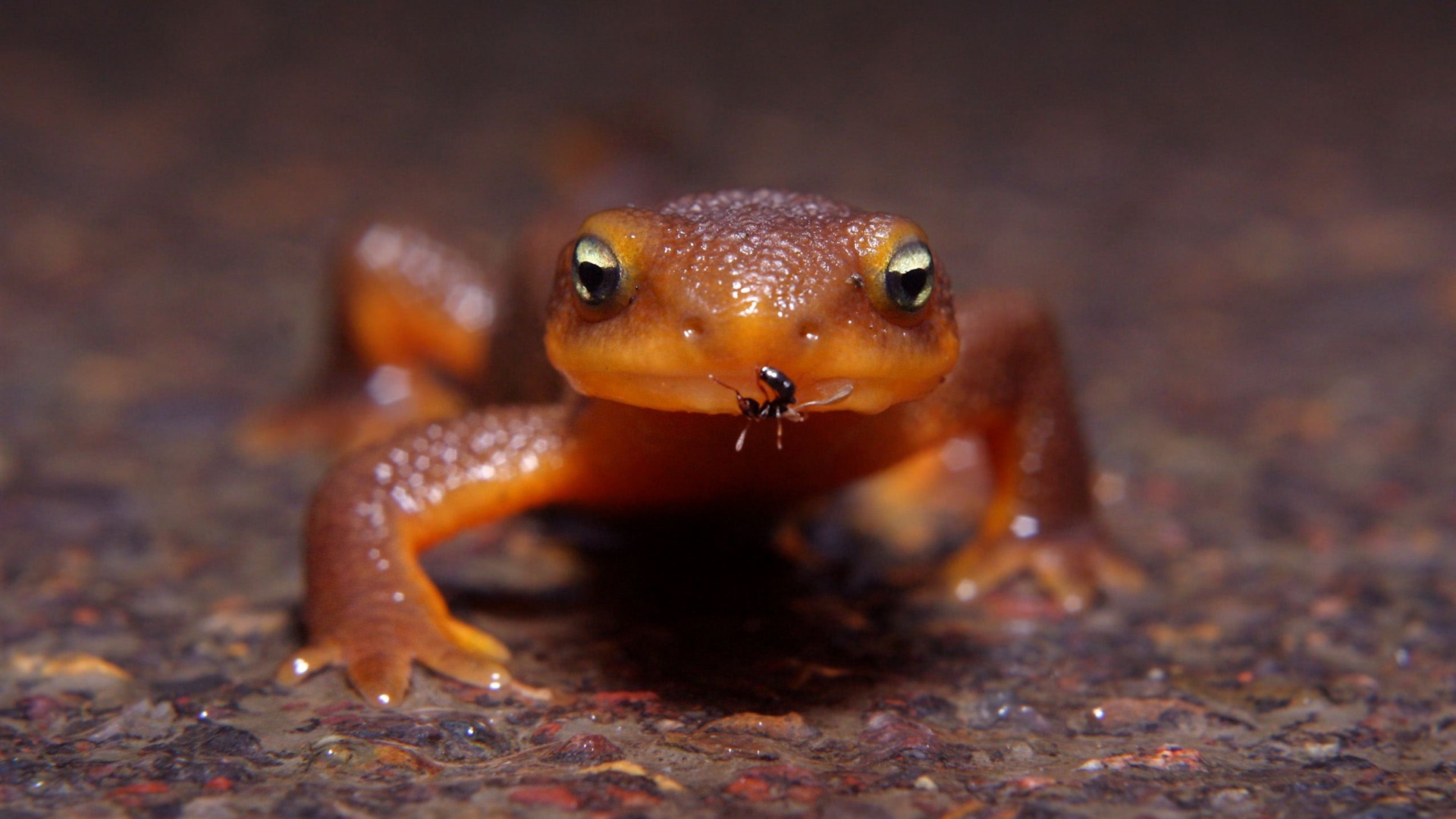 Animal Widescreen Wallpapers Collection (14) #14 - 1920x1080