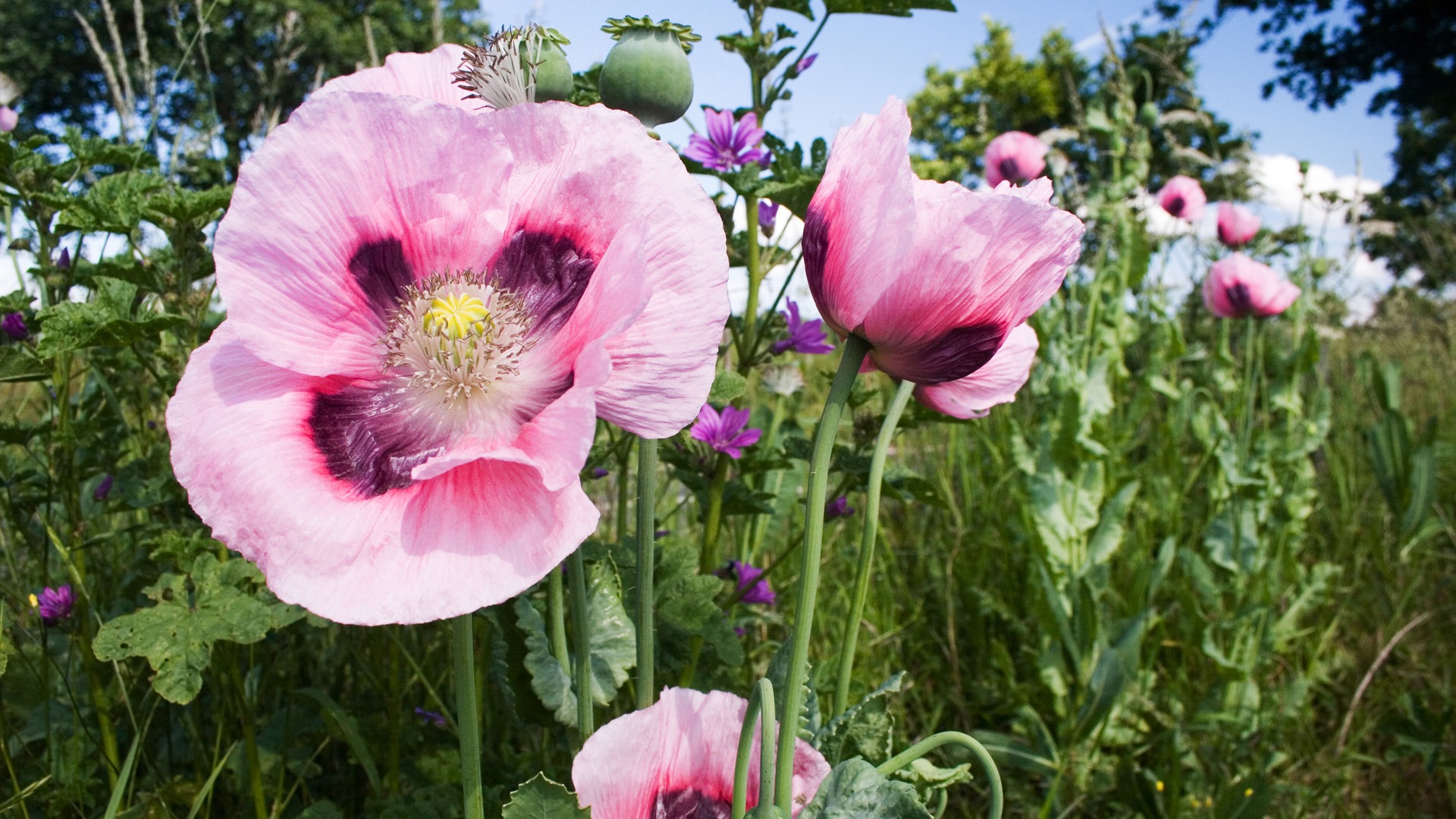 Widescreen wallpaper flowers close-up (13) #19 - 1920x1080