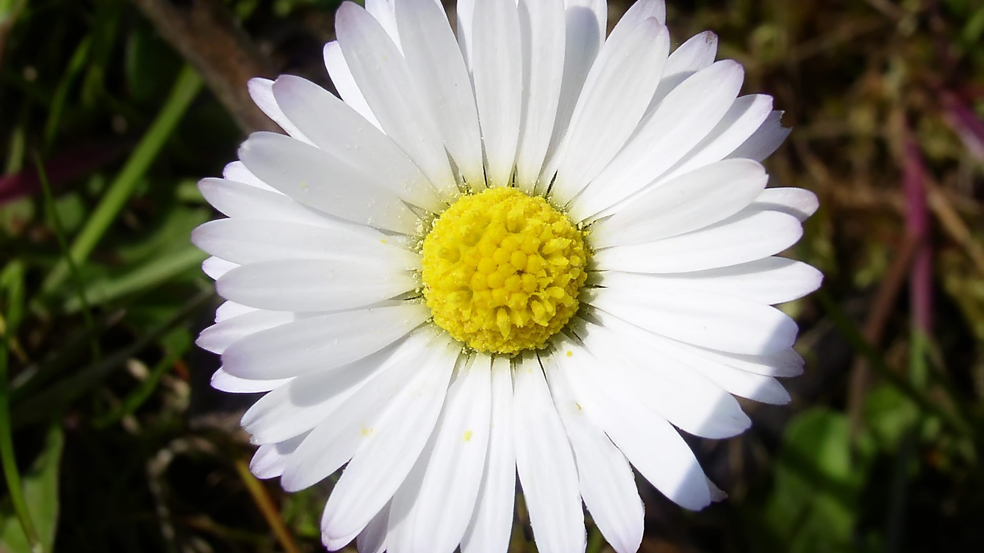 fondos de escritorio de flores con pantalla ancha de cerca (15) #2 - 1920x1080