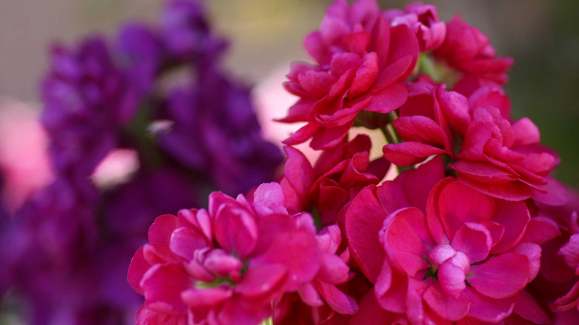 宽屏鲜花特写 壁纸(15)4 - 1920x1080