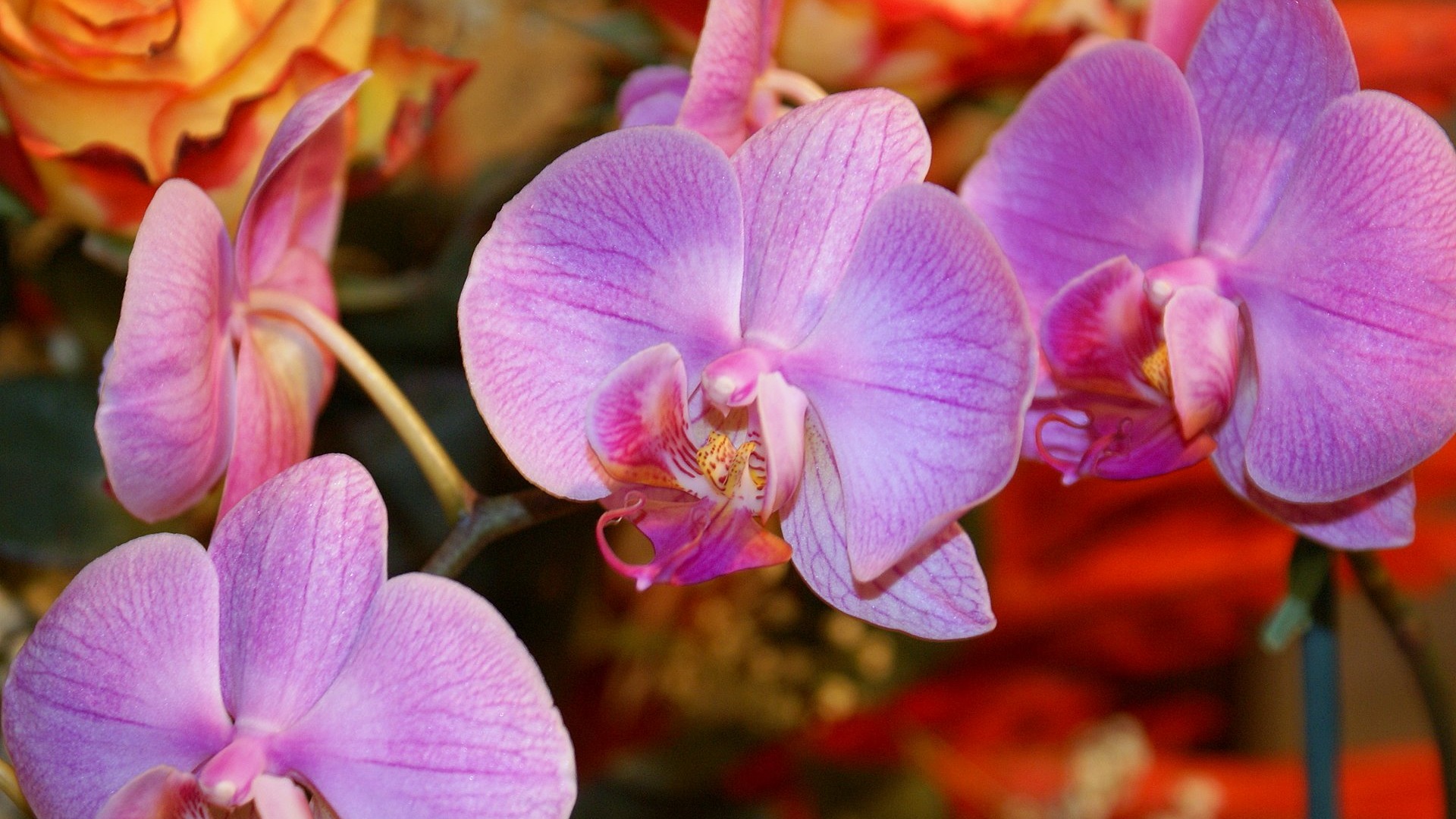 宽屏鲜花特写 壁纸(18)16 - 1920x1080