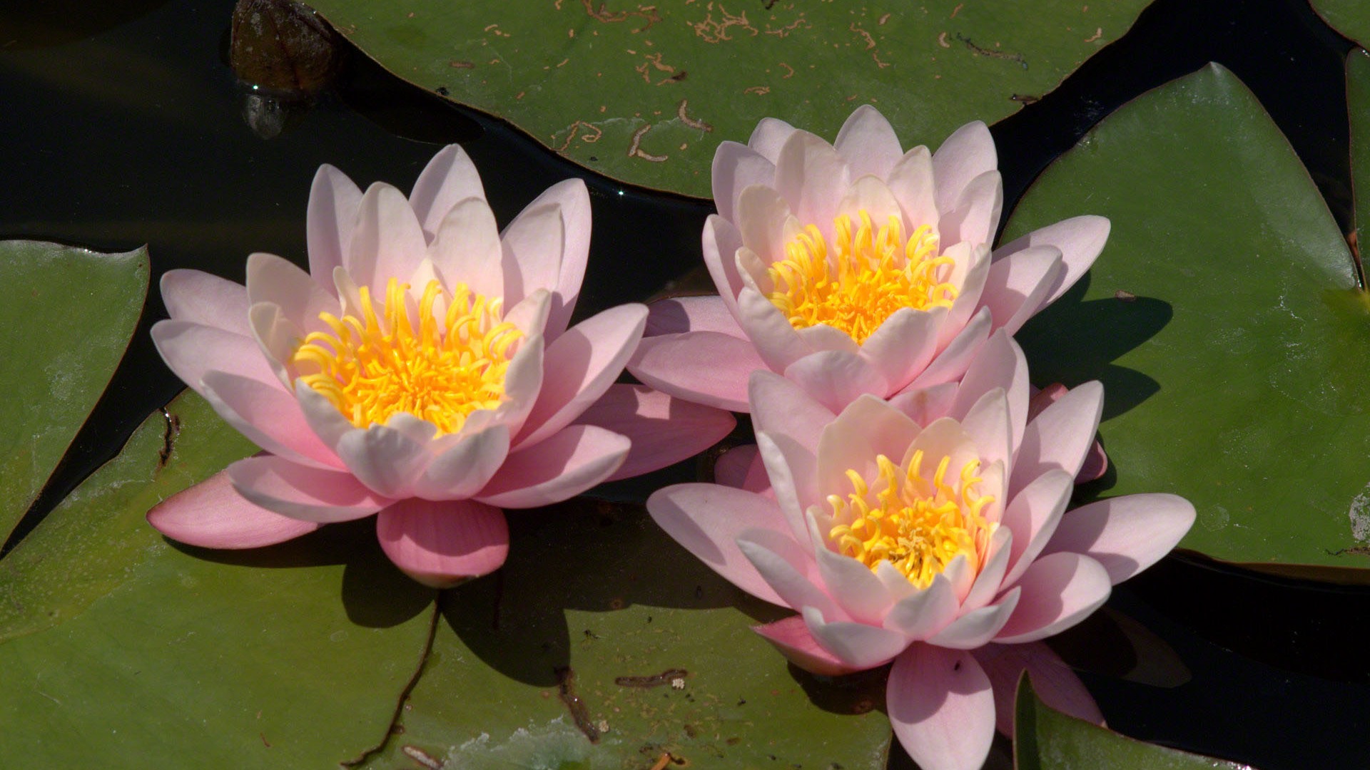 Water Lily 睡蓮 高清壁紙 #1 - 1920x1080