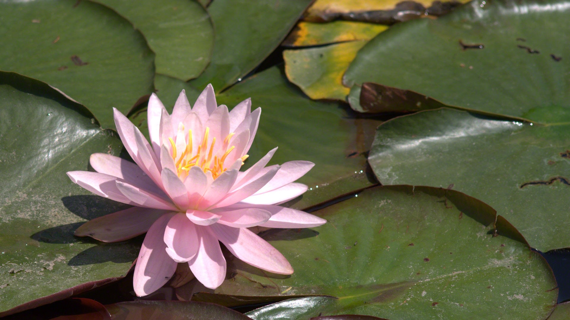 Water Lily 睡莲 高清壁纸4 - 1920x1080