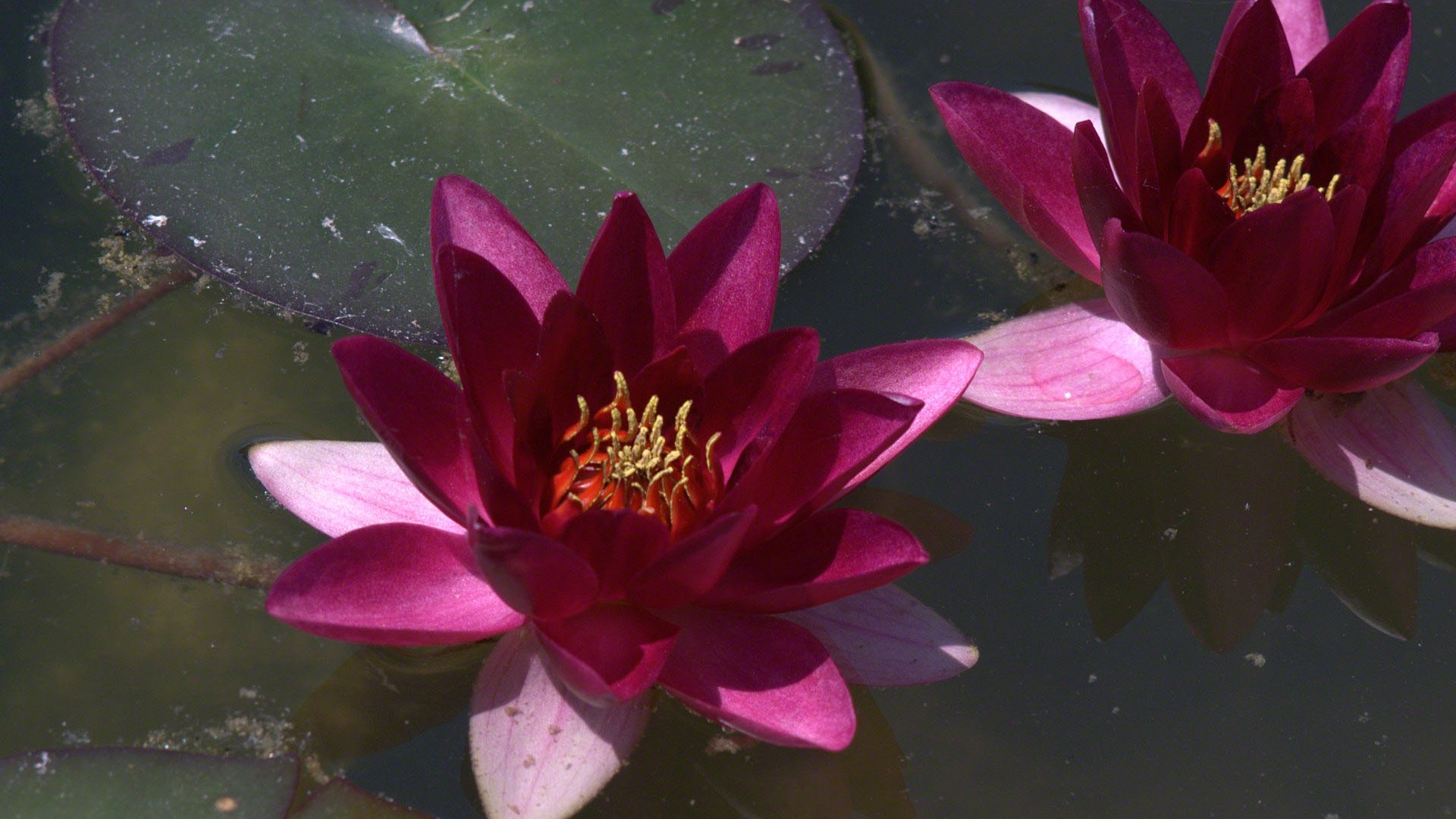 Water Lily 睡蓮 高清壁紙 #6 - 1920x1080