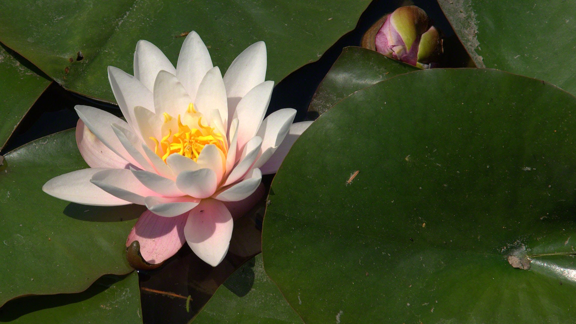 Water Lily 睡蓮 高清壁紙 #8 - 1920x1080