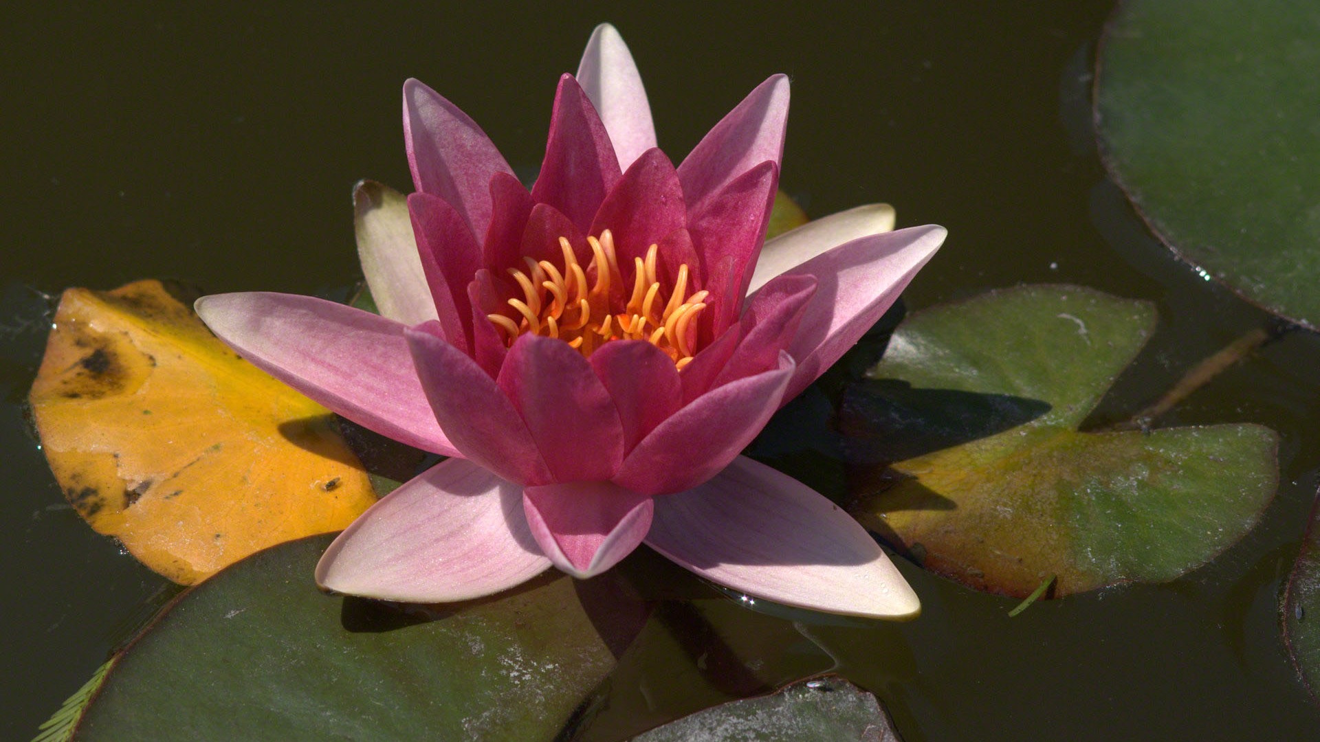 Water Lily 睡蓮 高清壁紙 #9 - 1920x1080