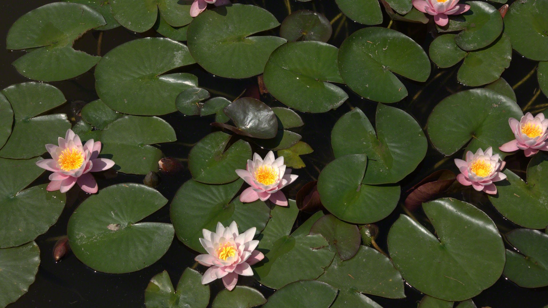 Water Lily 睡蓮 高清壁紙 #10 - 1920x1080