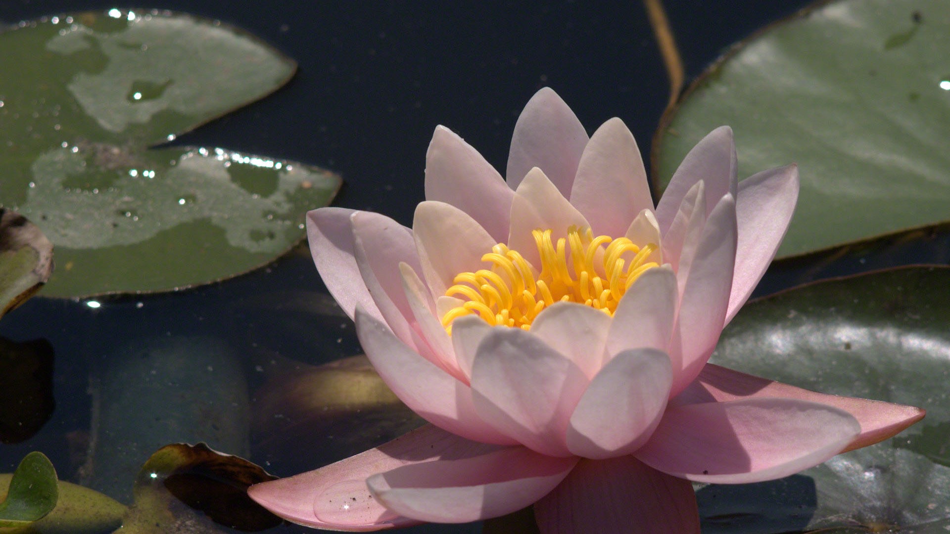 Water Lily 睡蓮 高清壁紙 #12 - 1920x1080