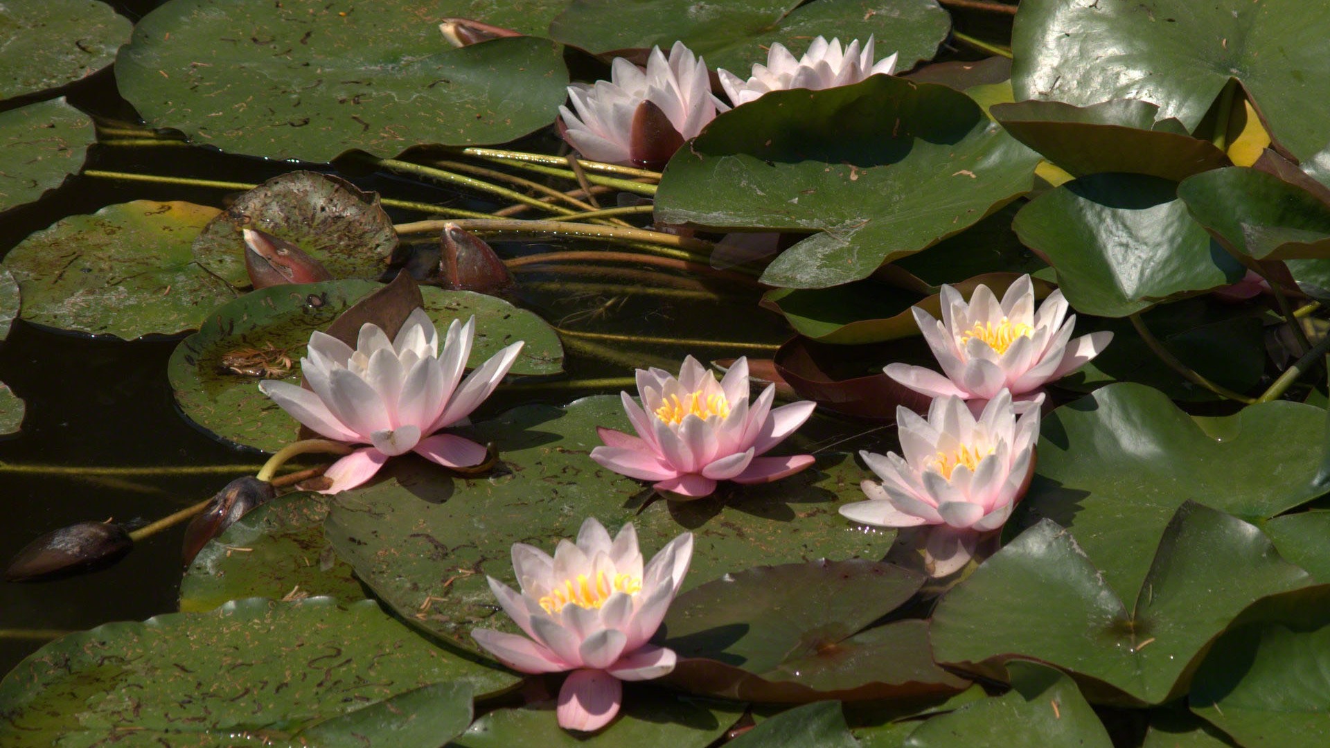 Water Lily 睡莲 高清壁纸15 - 1920x1080