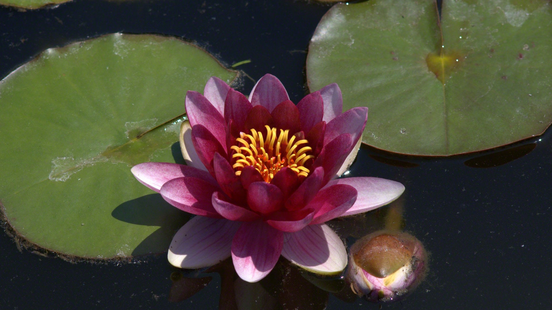 Water Lily 睡蓮 高清壁紙 #20 - 1920x1080