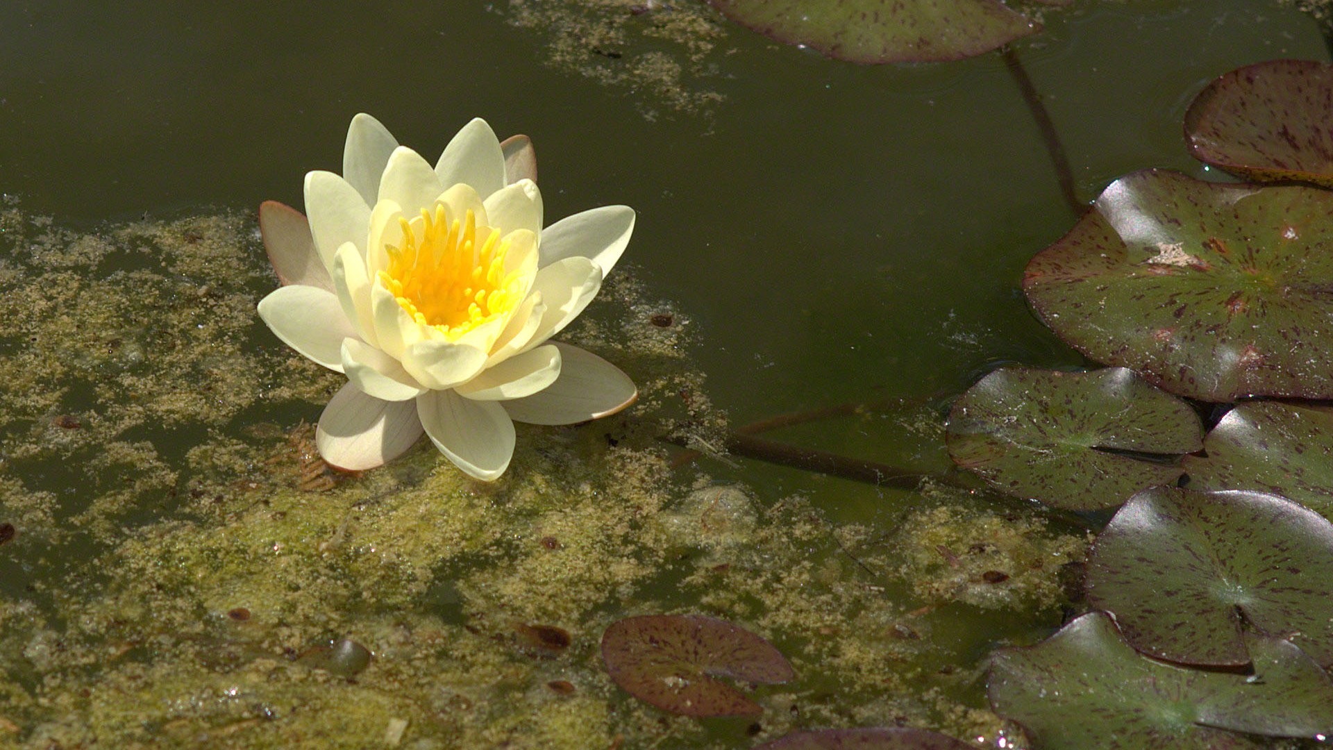 Water Lily 睡蓮 高清壁紙 #26 - 1920x1080