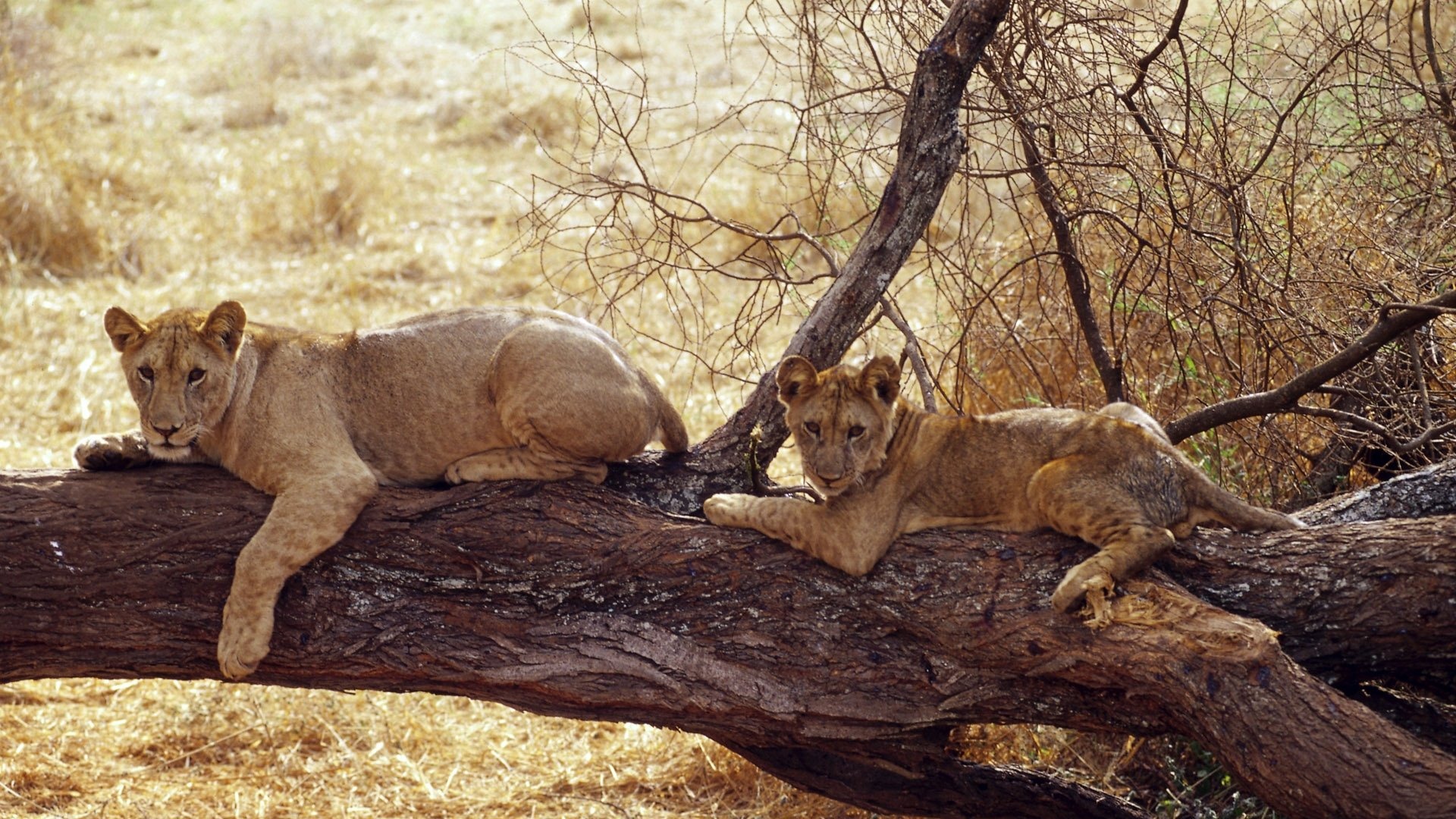 Animal Widescreen Wallpapers Collection (16) #15 - 1920x1080