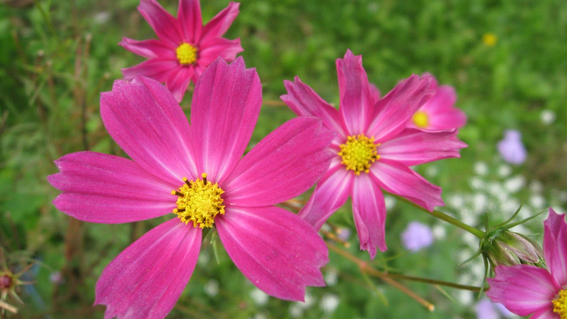 Aster Flowers Tapete Album #10 - 1920x1080