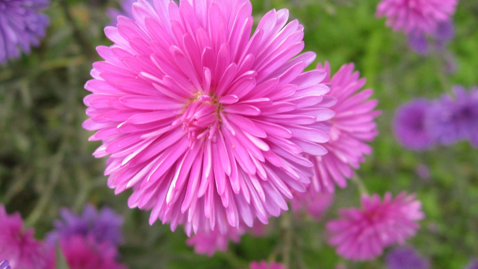 Aster Květiny wallpaper album #13 - 1920x1080