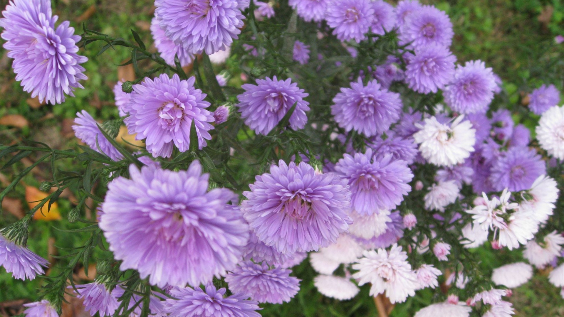 Aster Květiny wallpaper album #14 - 1920x1080