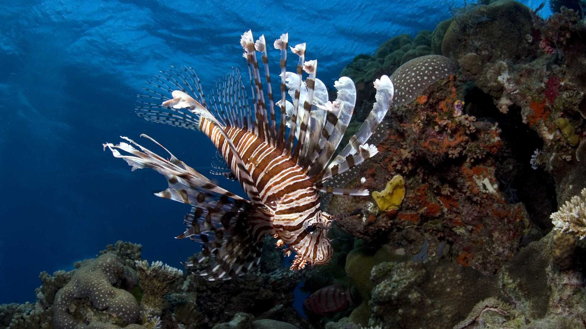 Under the Sea 3D HD wallpaper #14 - 1920x1080