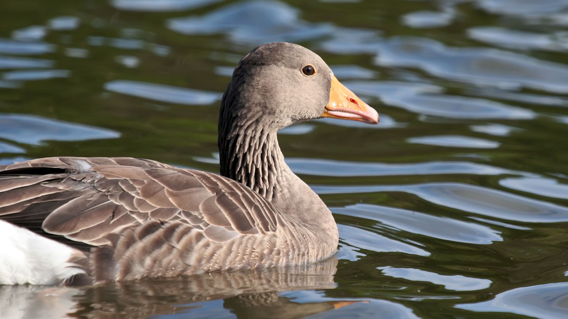 Animal Widescreen Wallpapers Collection (19) #8 - 1920x1080