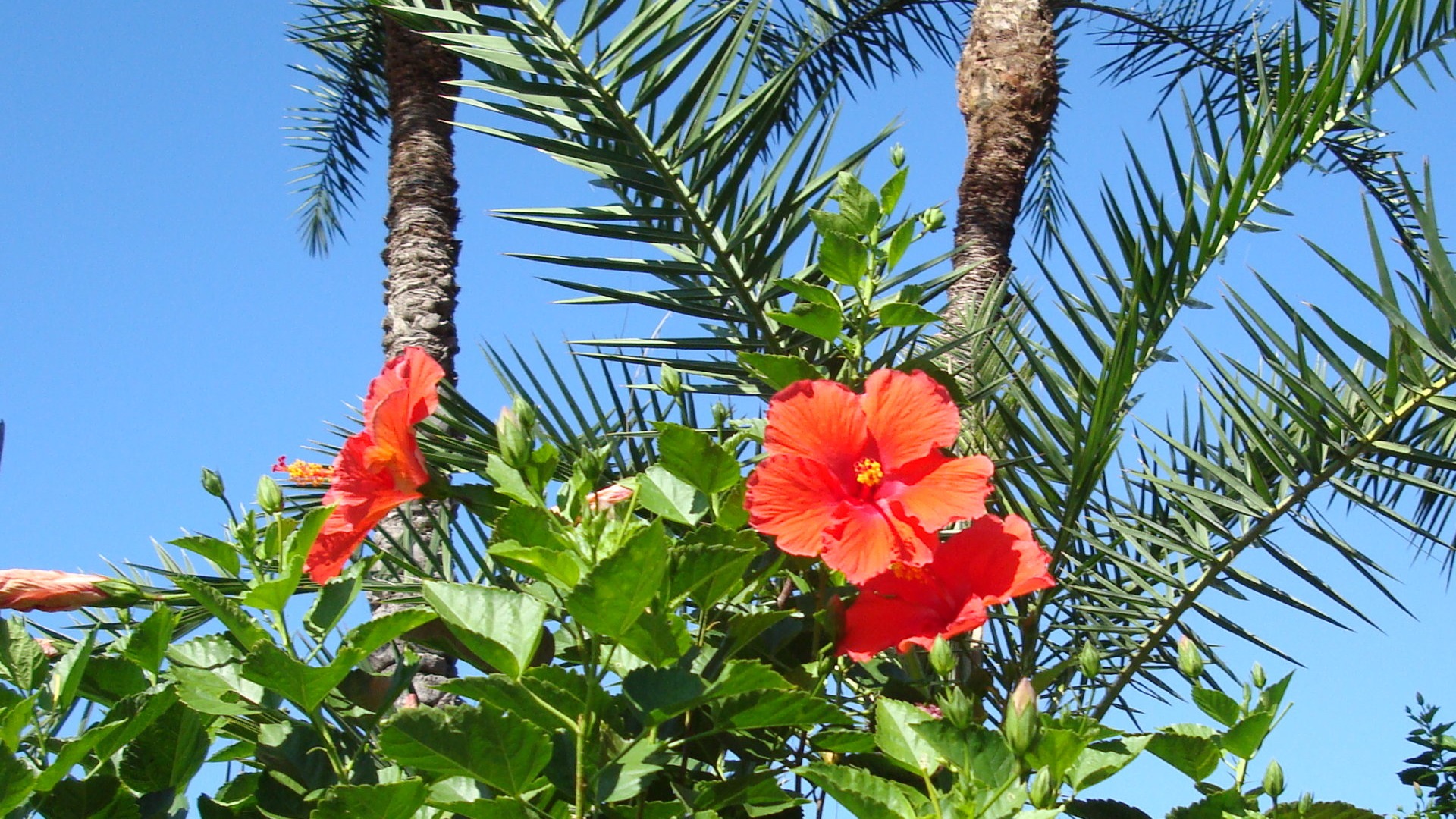 fleurs fond d'écran Widescreen close-up (20) #15 - 1920x1080