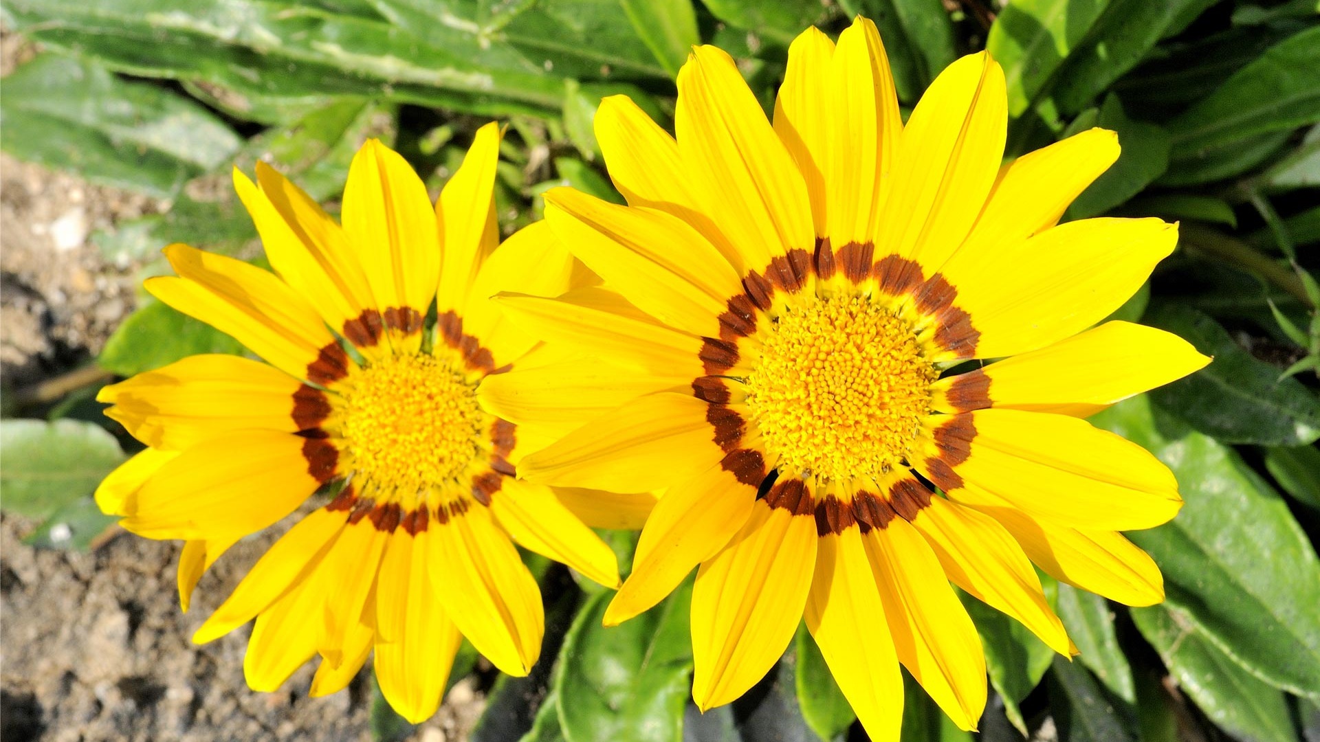 fleurs fond d'écran Widescreen close-up (21) #4 - 1920x1080