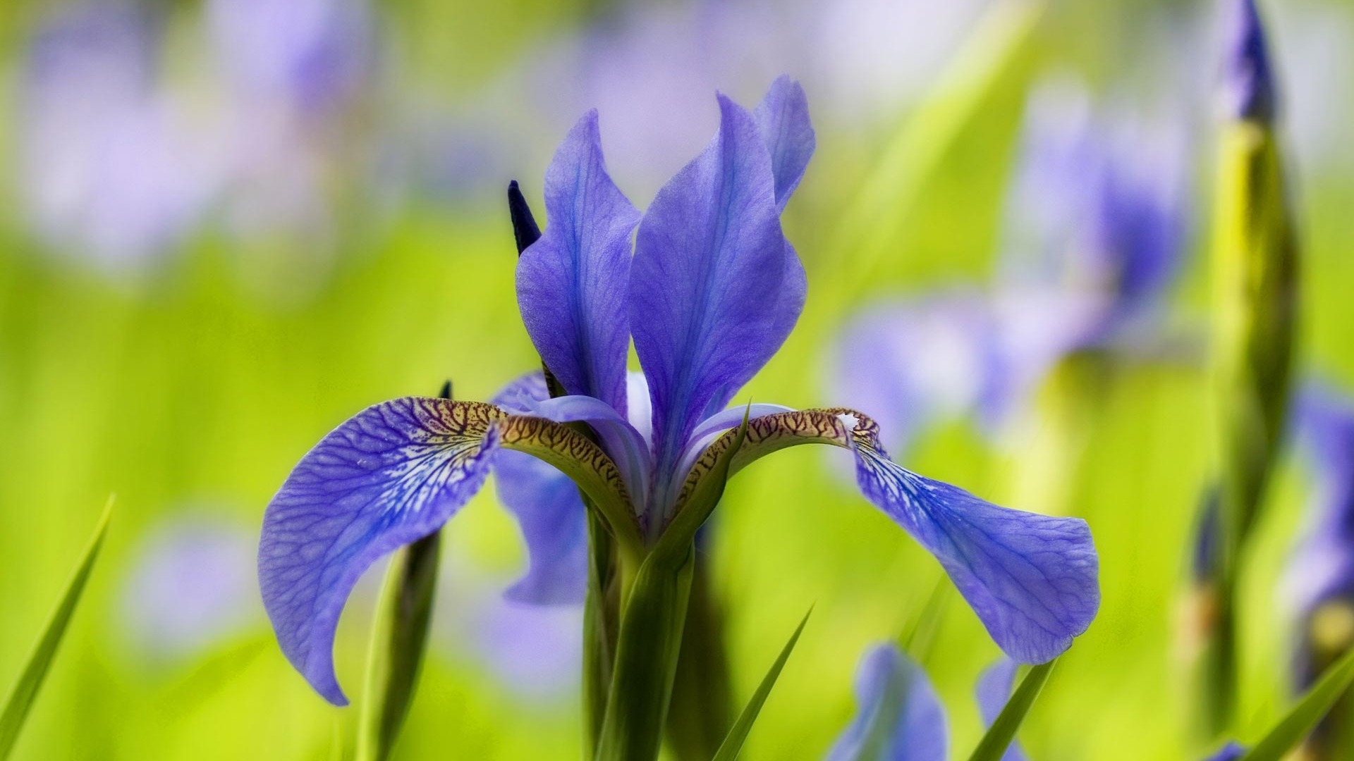 宽屏鲜花特写 壁纸(21)15 - 1920x1080