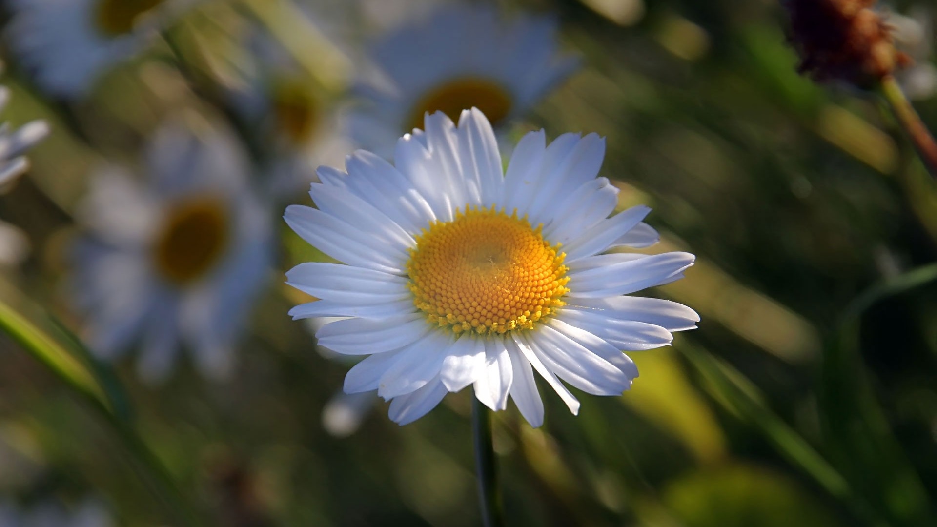 Widescreen-Wallpaper Blumen close-up (22) #9 - 1920x1080