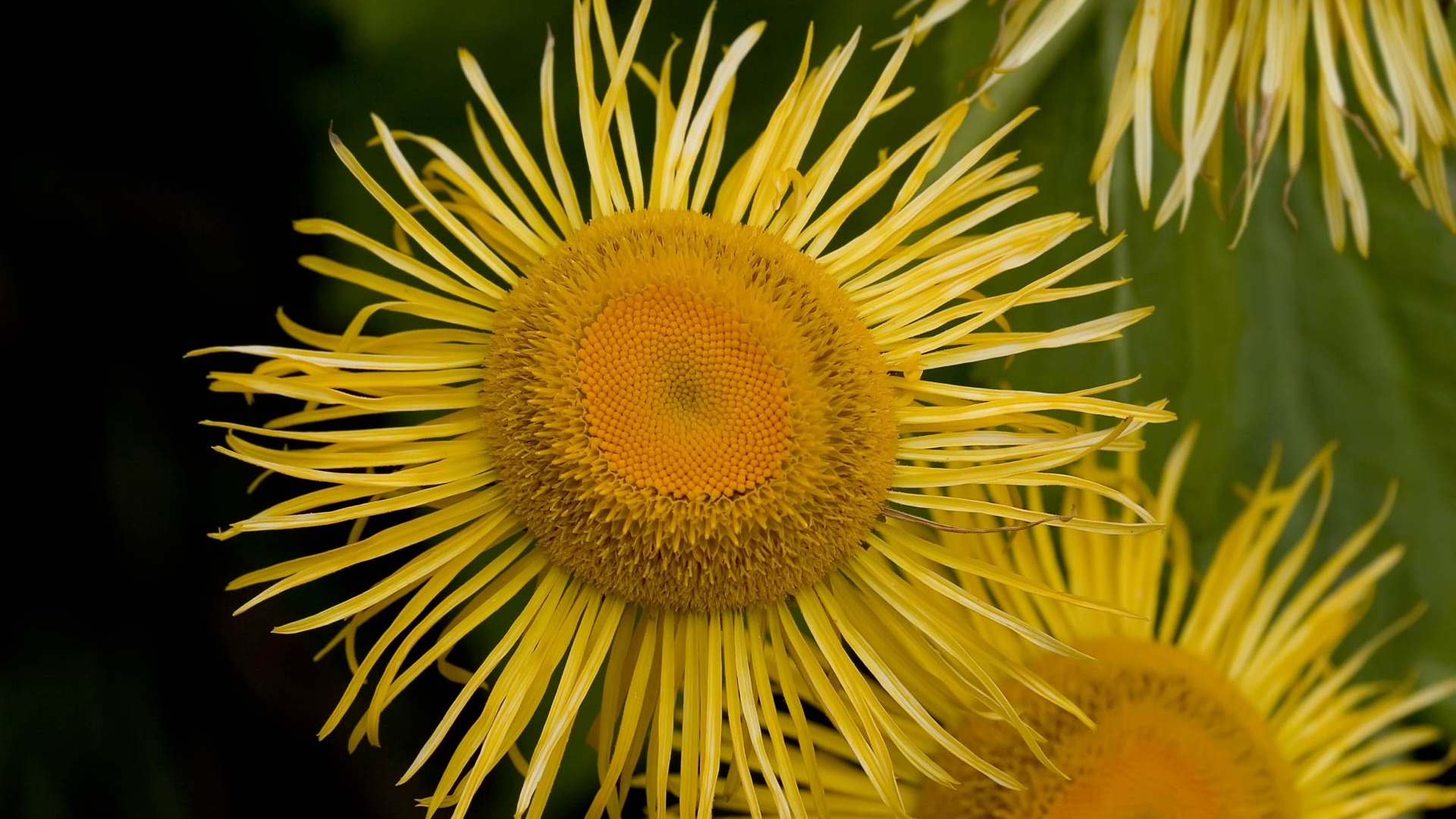 fondos de escritorio de flores con pantalla ancha de cerca (22) #12 - 1920x1080