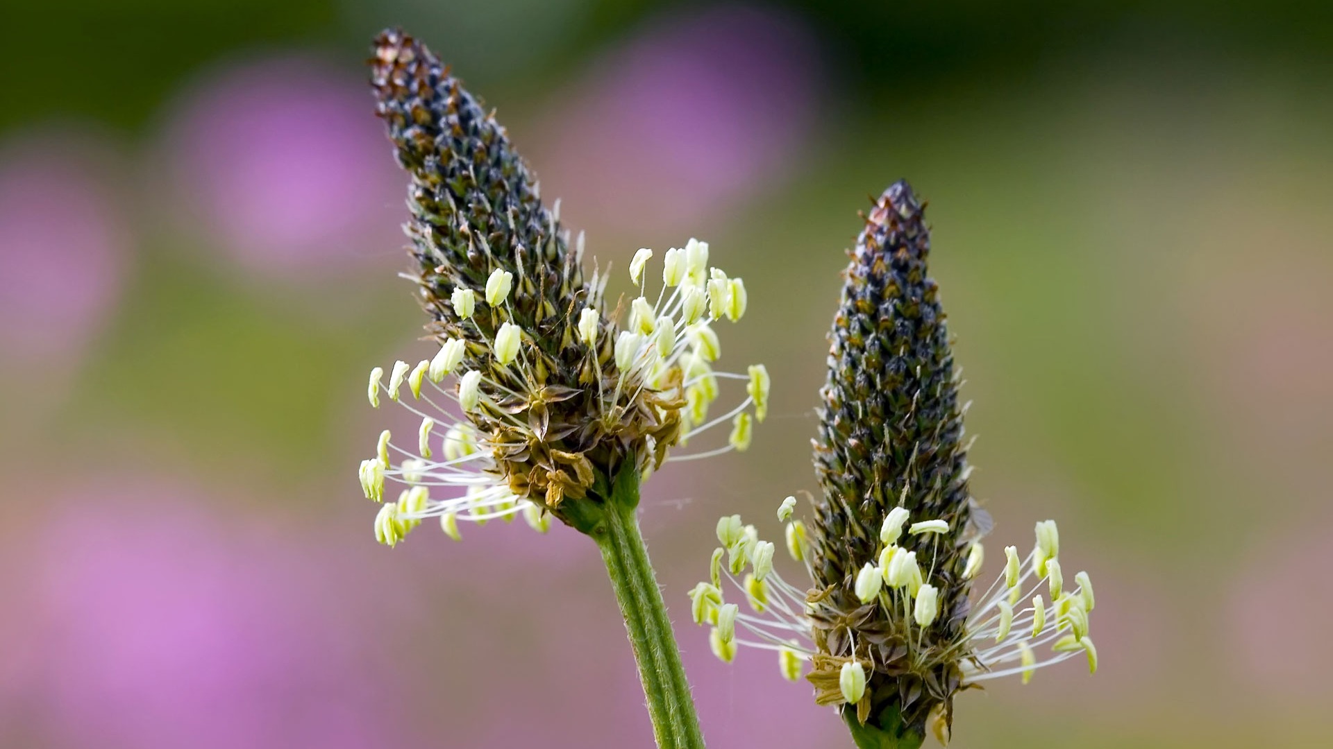 Widescreen wallpaper flowers close-up (23) #10 - 1920x1080