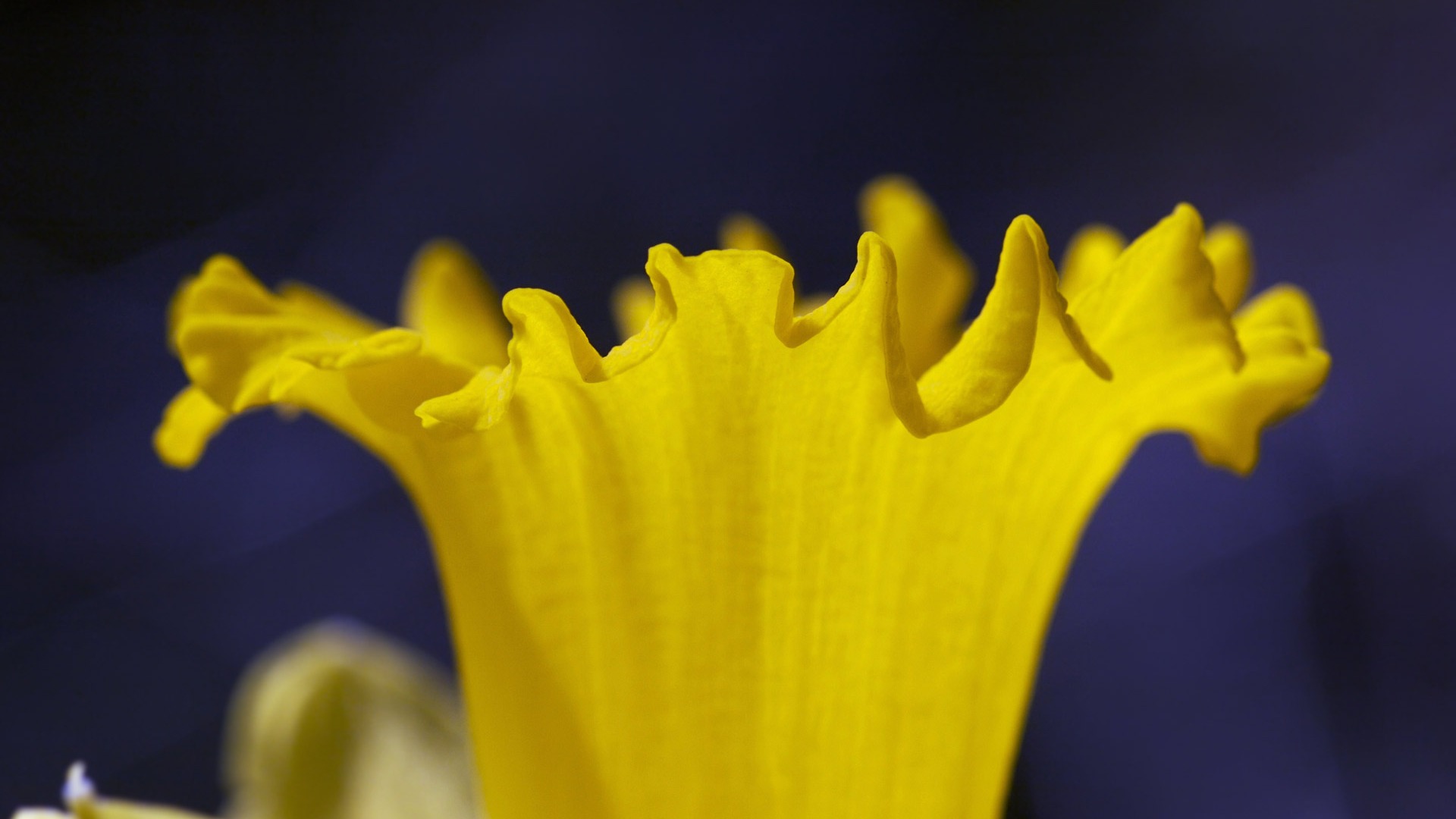 fondos de escritorio de flores con pantalla ancha de cerca (23) #12 - 1920x1080