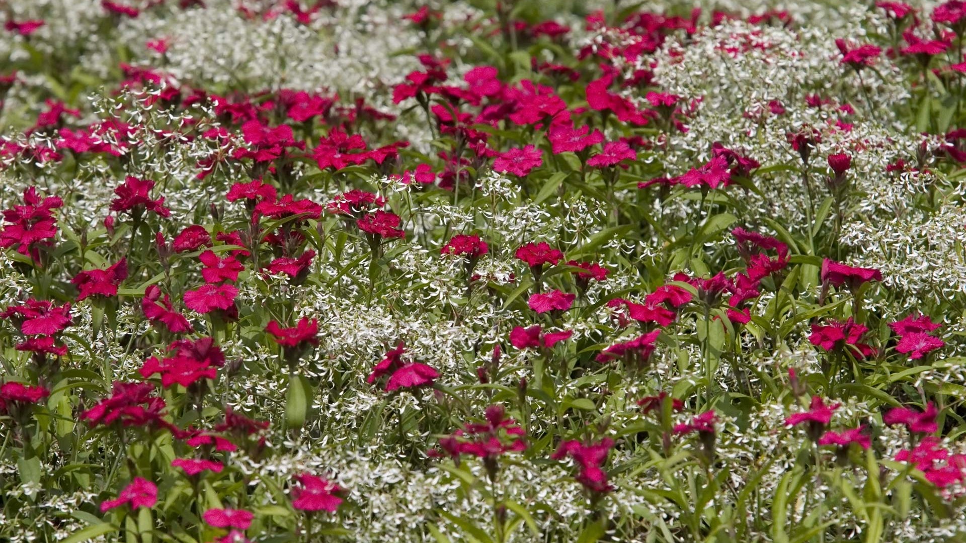 fondos de escritorio de flores con pantalla ancha de cerca (23) #13 - 1920x1080