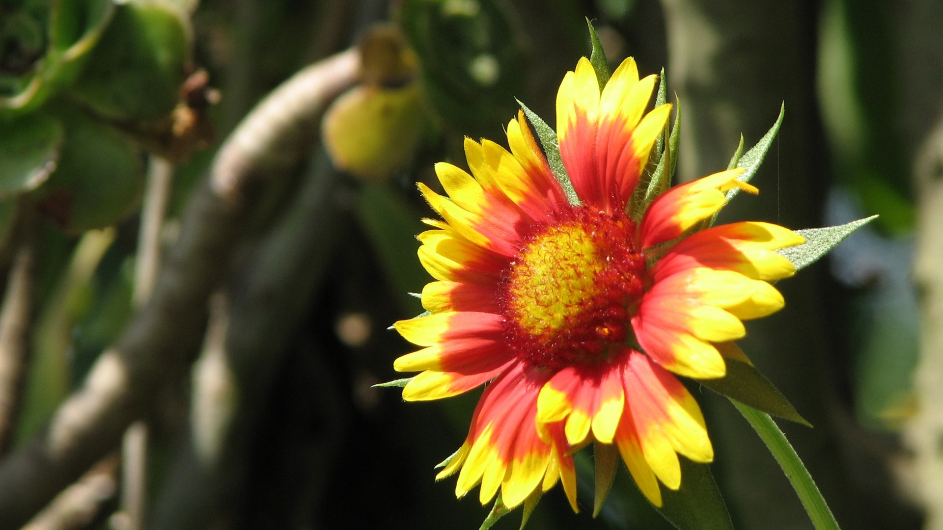 fondos de escritorio de flores con pantalla ancha de cerca (23) #18 - 1920x1080