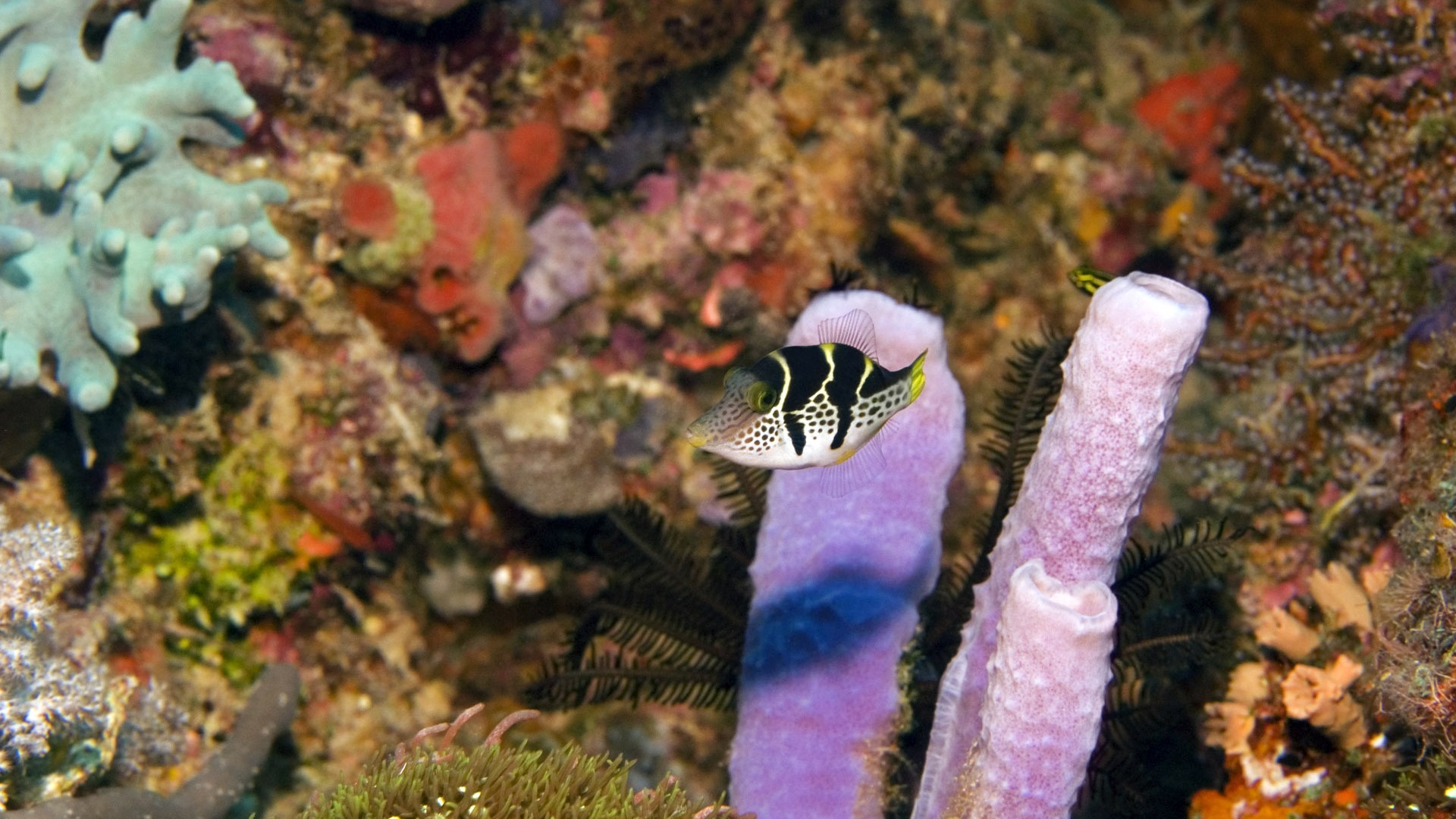 Zábava Underwater World (6) #6 - 1920x1080