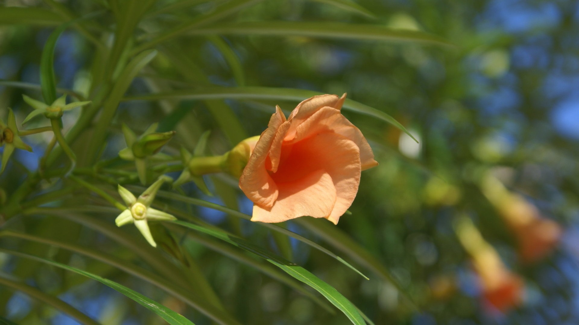 宽屏鲜花特写 壁纸(27)5 - 1920x1080