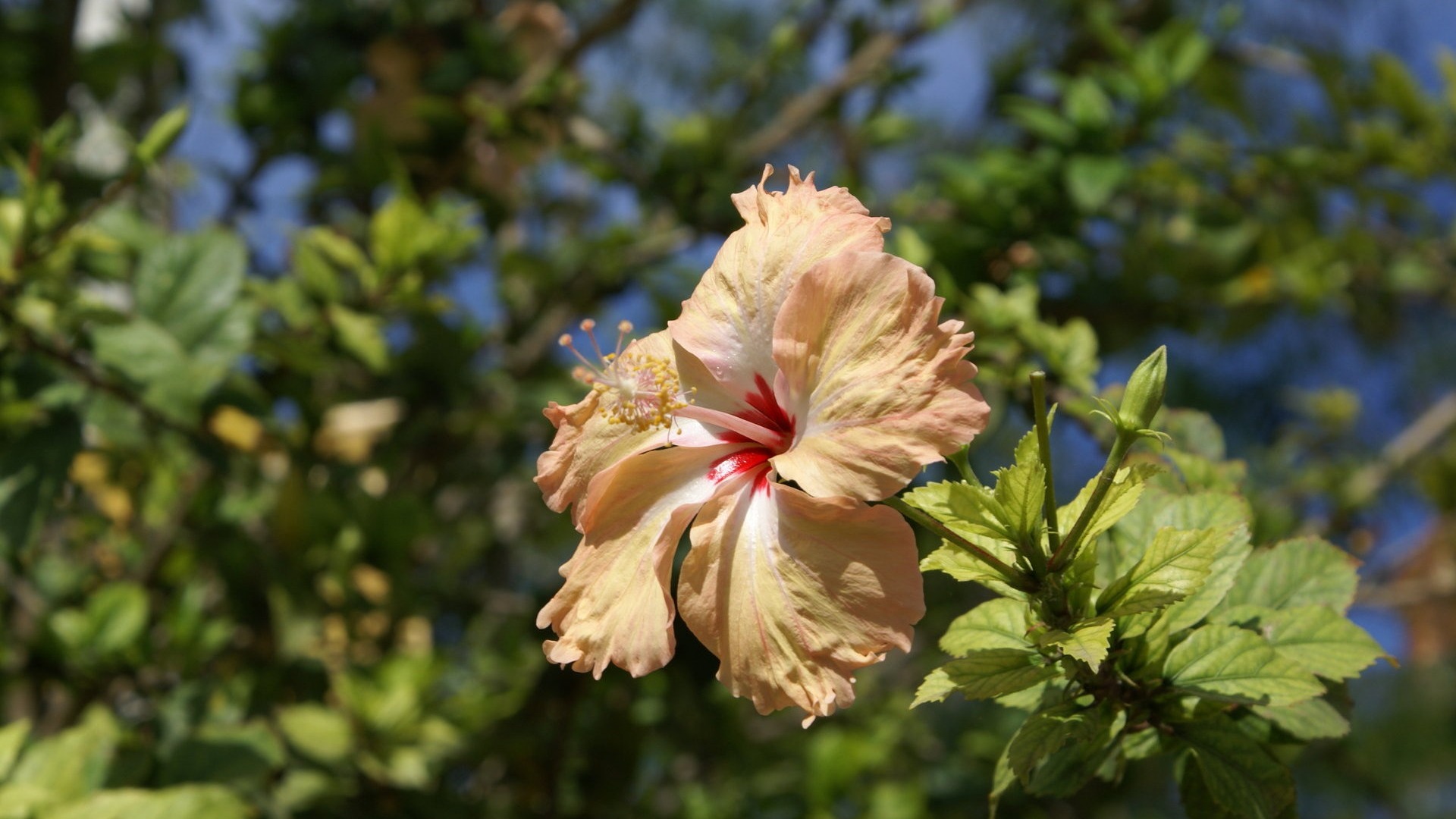 宽屏鲜花特写 壁纸(27)15 - 1920x1080