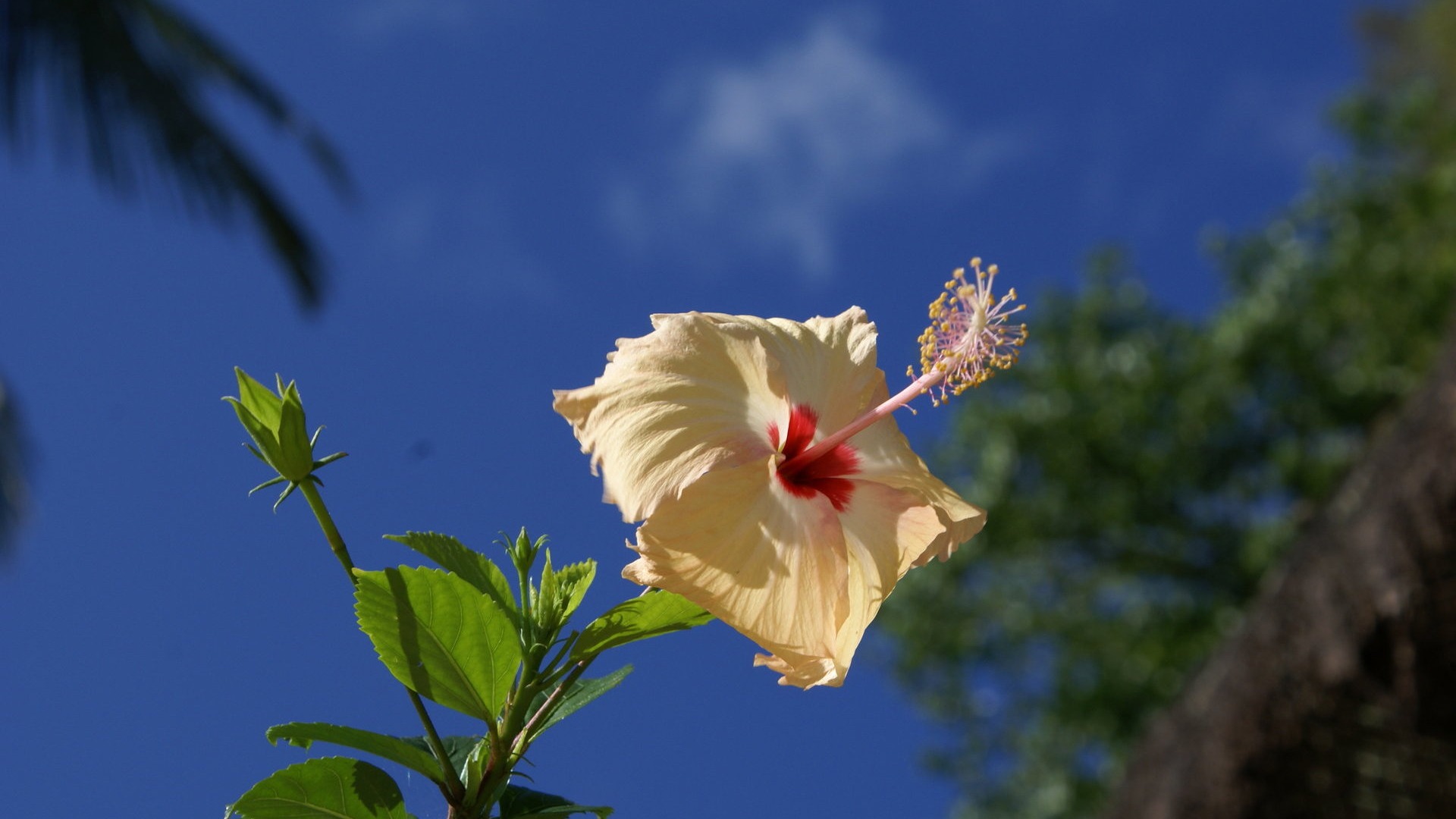 ワイドスクリーンの壁紙の花に近い(28)を開く #6 - 1920x1080