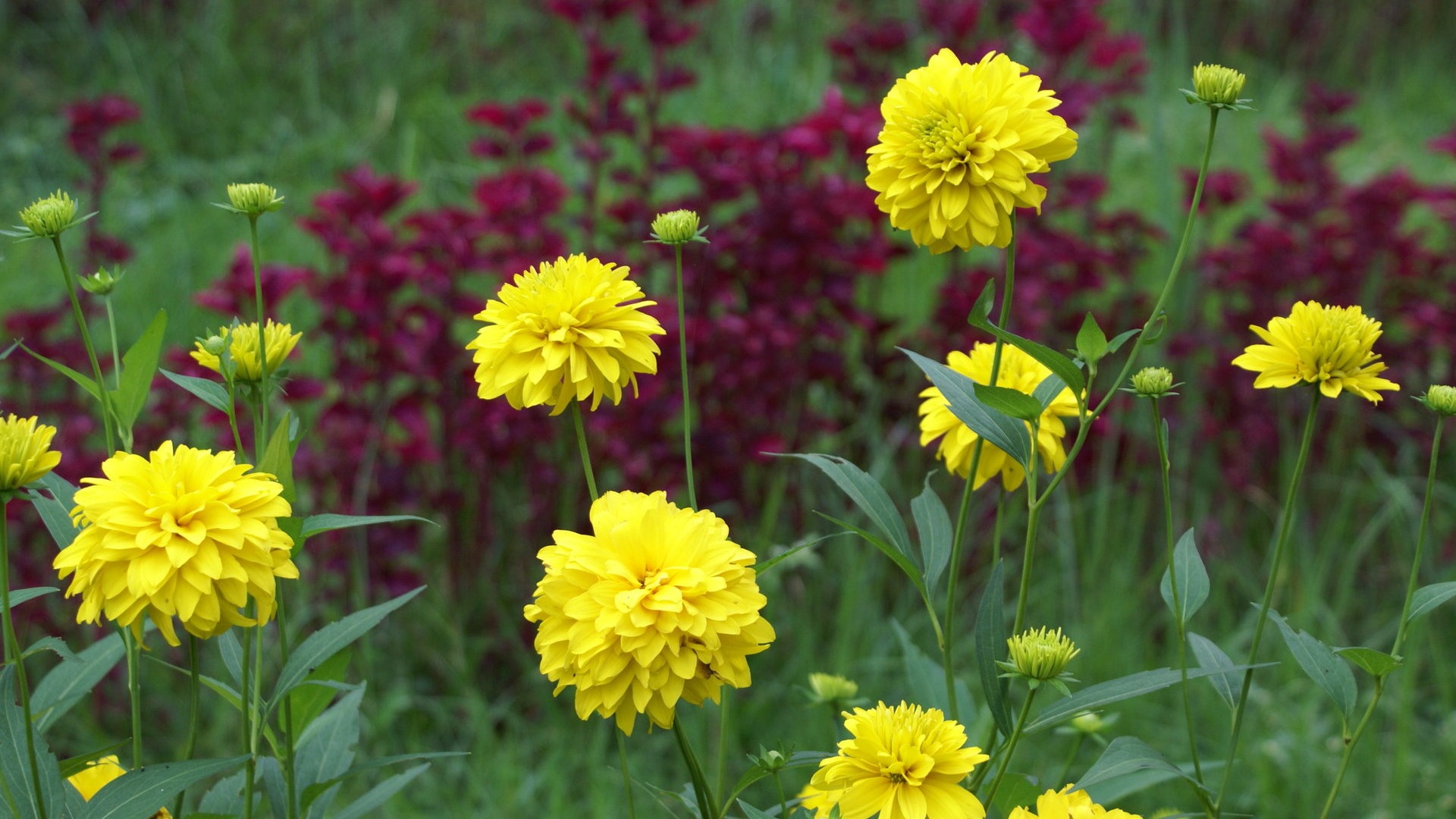 Widescreen wallpaper flowers close-up (29) #2 - 1920x1080