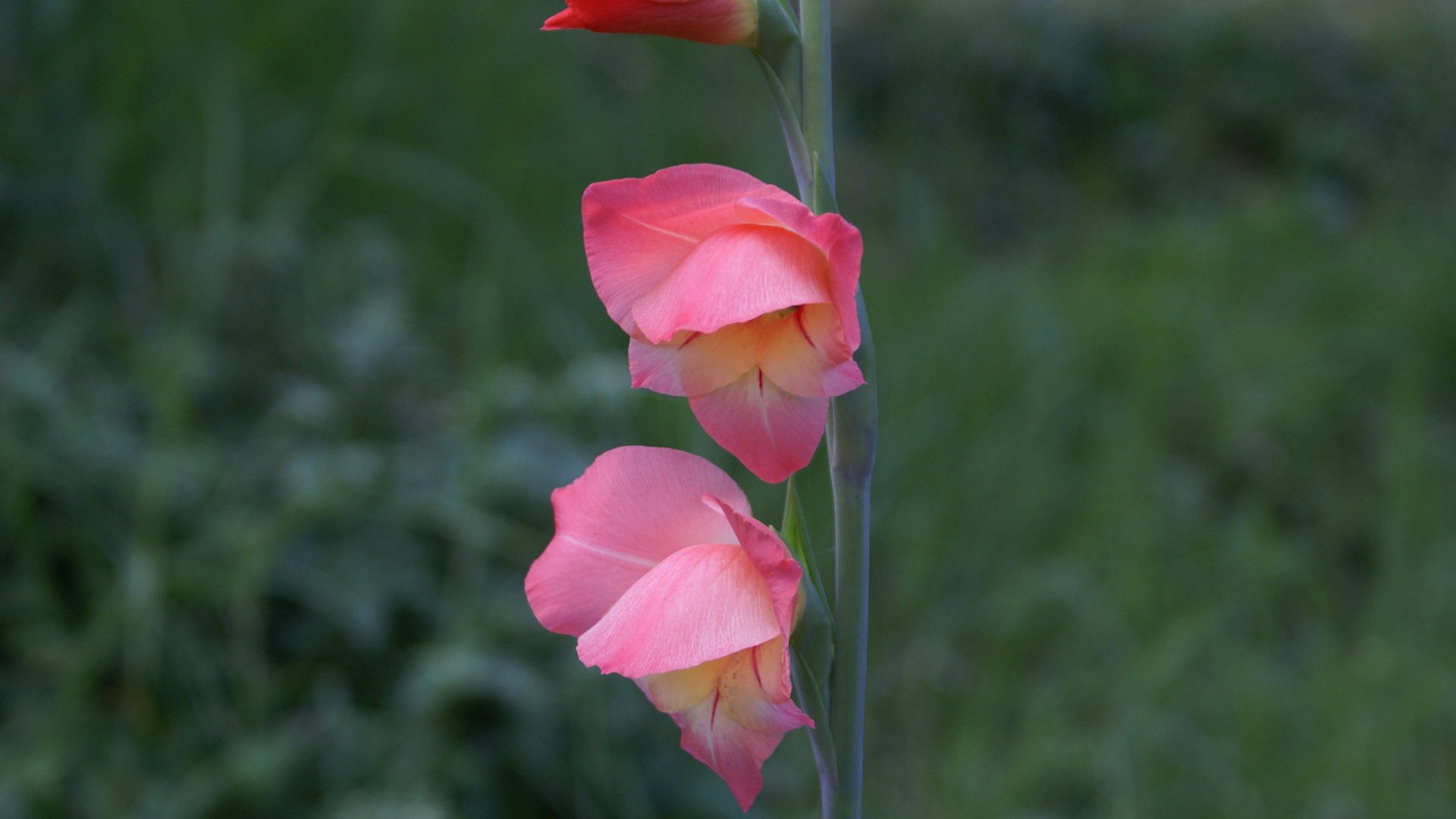 Widescreen wallpaper flowers close-up (29) #8 - 1920x1080