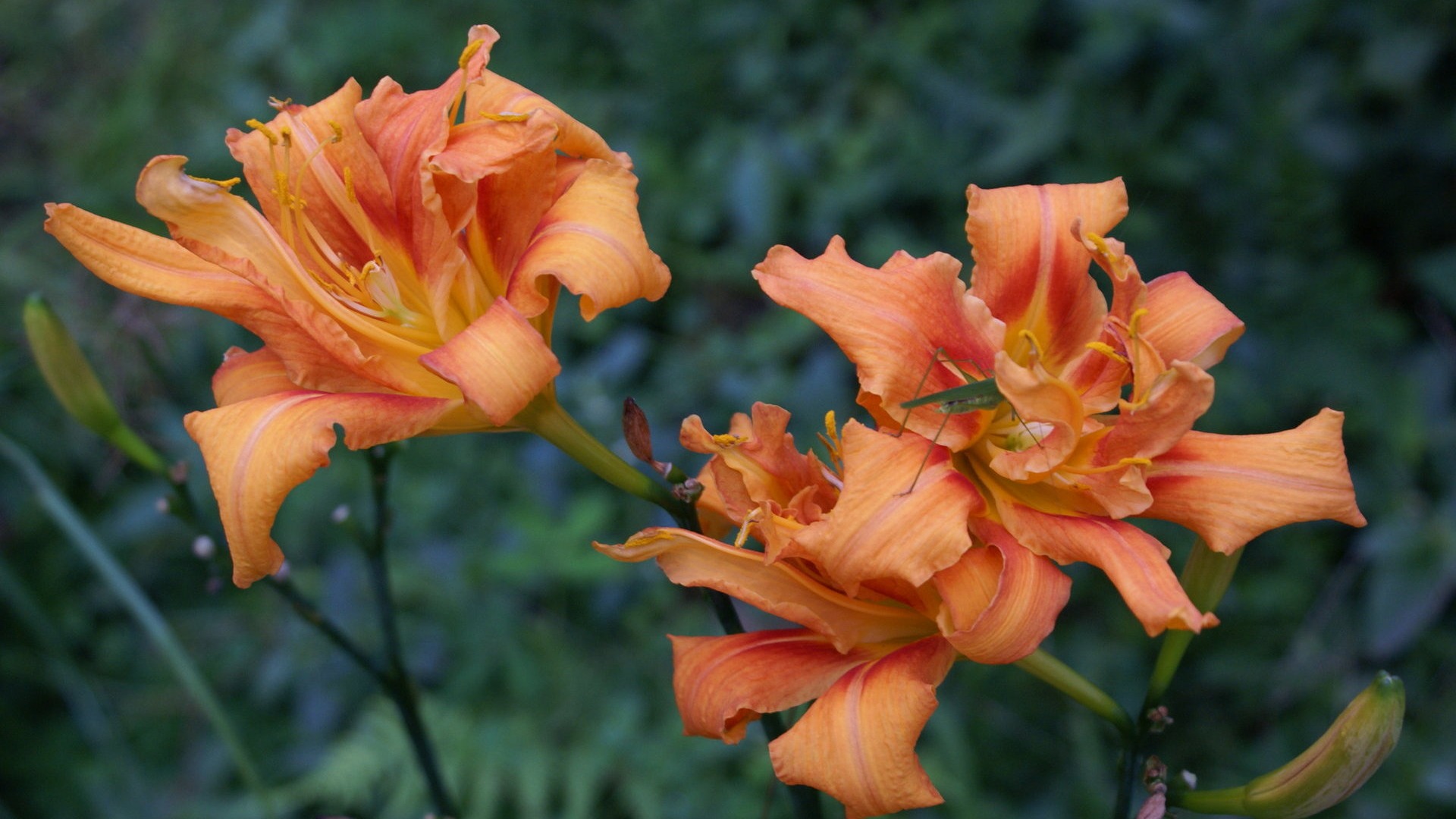 fondos de escritorio de flores con pantalla ancha de cerca (29) #18 - 1920x1080