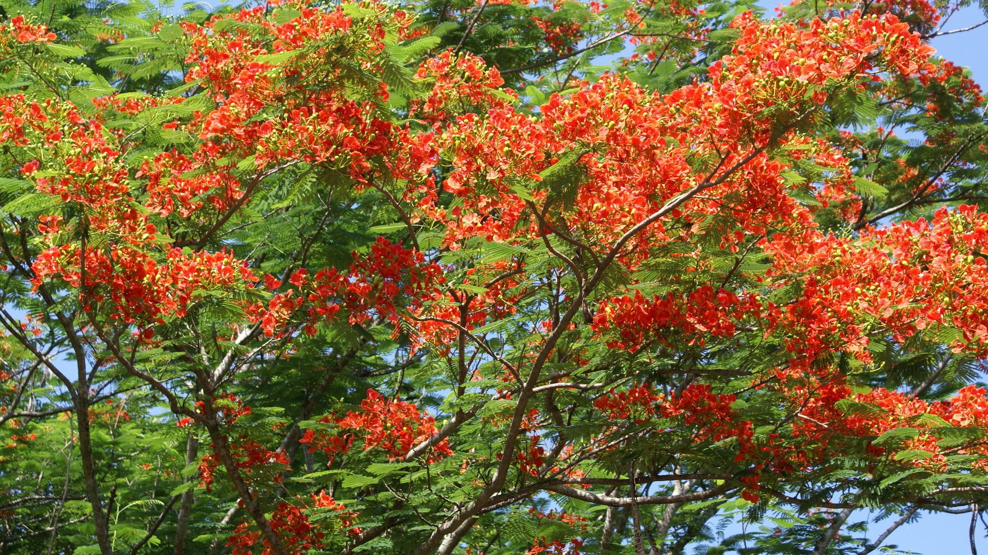 寬屏鮮花特寫 壁紙(30) #16 - 1920x1080