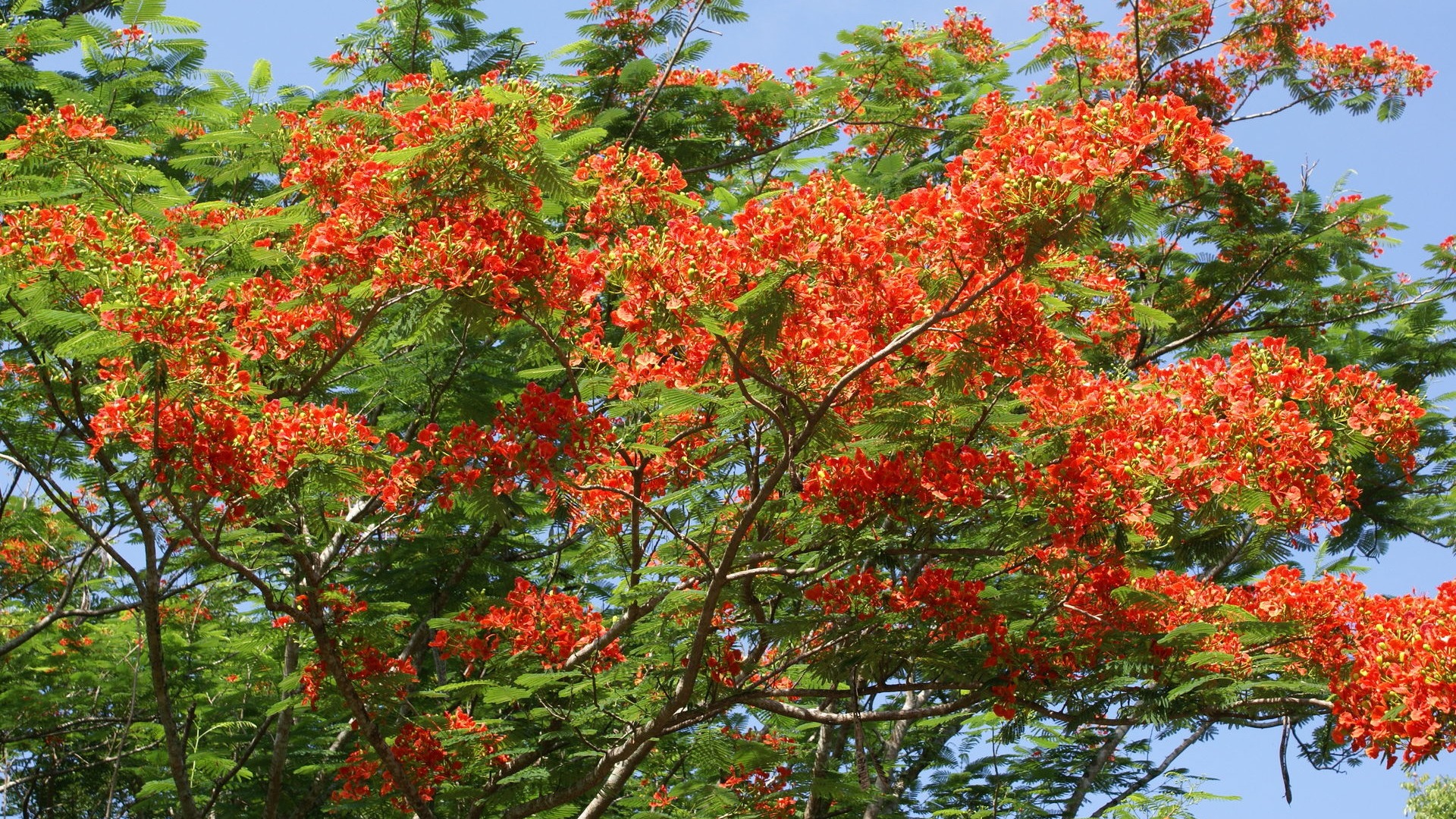 寬屏鮮花特寫 壁紙(30) #17 - 1920x1080