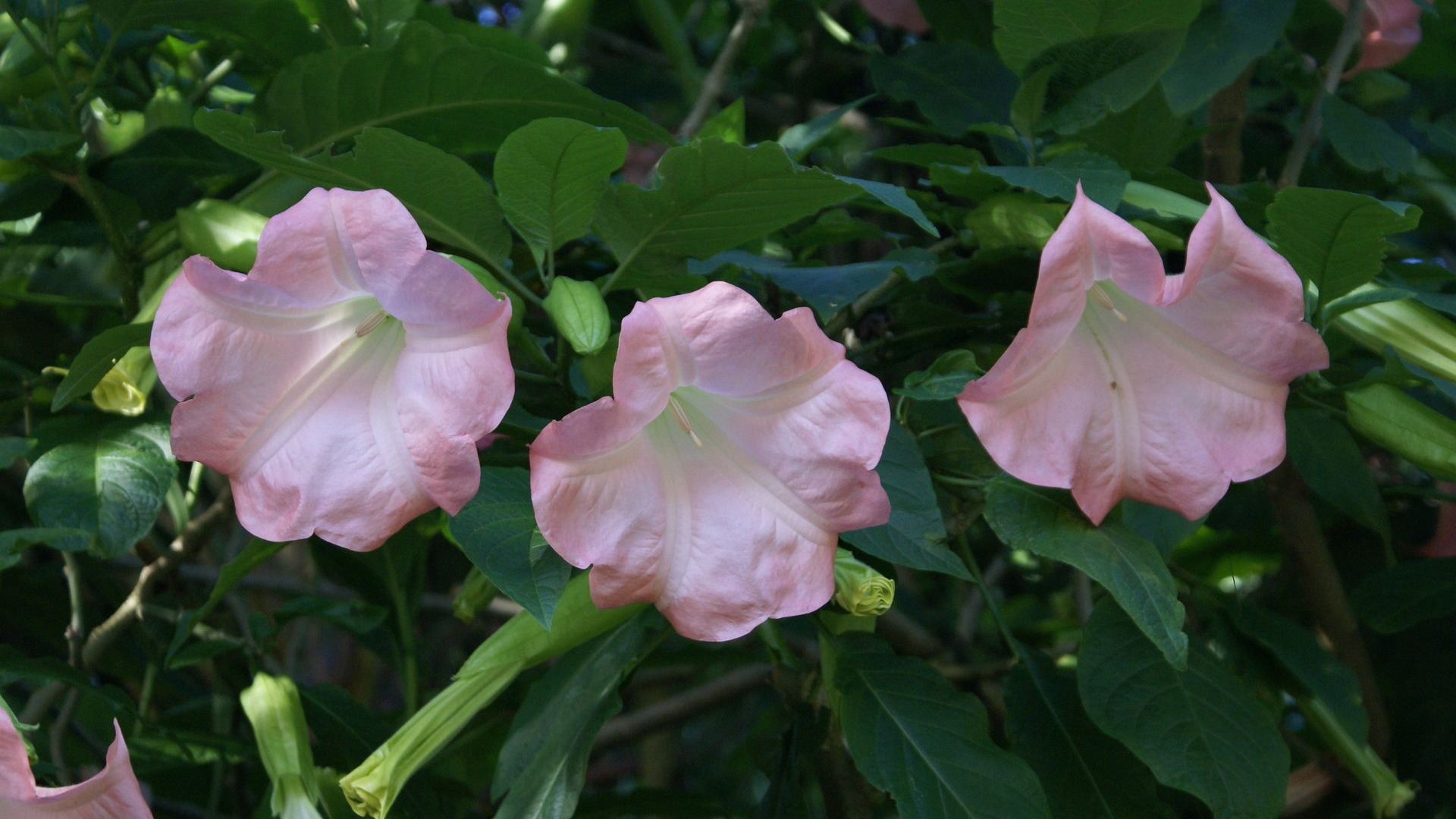 Widescreen wallpaper flowers close-up (30) #19 - 1920x1080