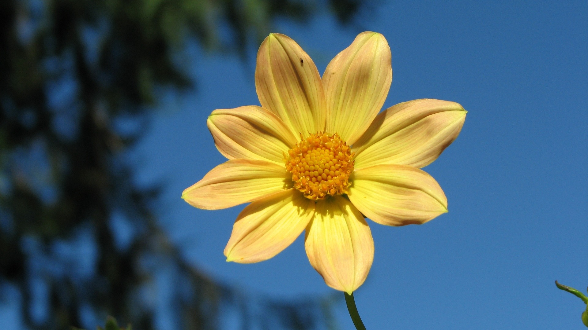 Dahlia 大丽花 高清壁纸(一)4 - 1920x1080