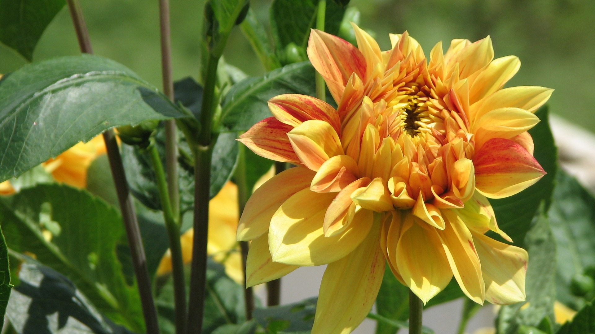 Dahlia 大丽花 高清壁纸(一)5 - 1920x1080